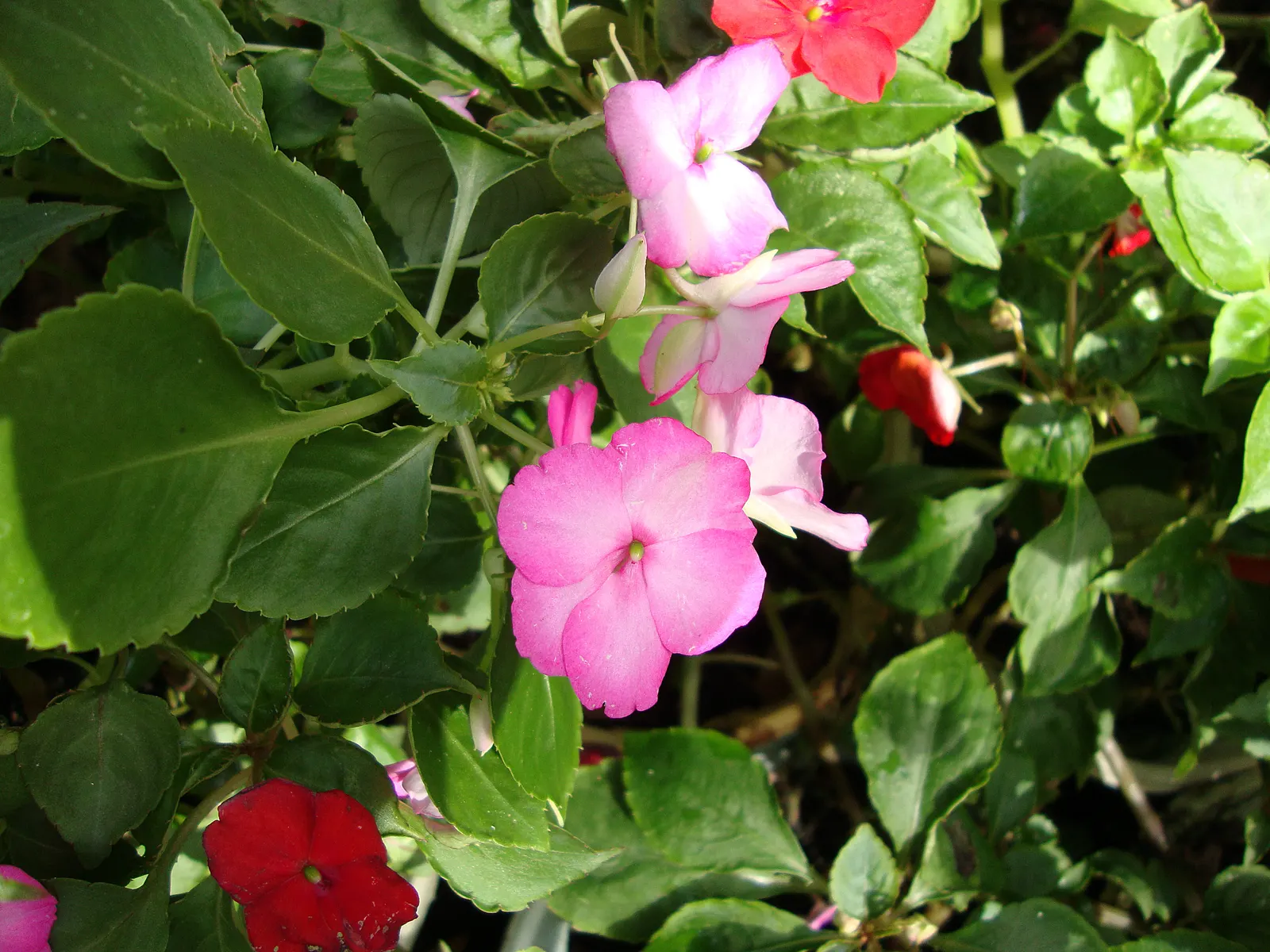 Impatiens, Busy Lizzie (Impatiens Walleriana) — especially in warmer climates; ideal for borders or containers