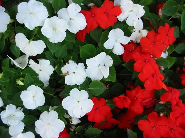 Impatiens, Busy Lizzie (Impatiens Walleriana) — It flourishes in partial to full shade, reaching a height of 6-24 inches with an equal spread, image 66