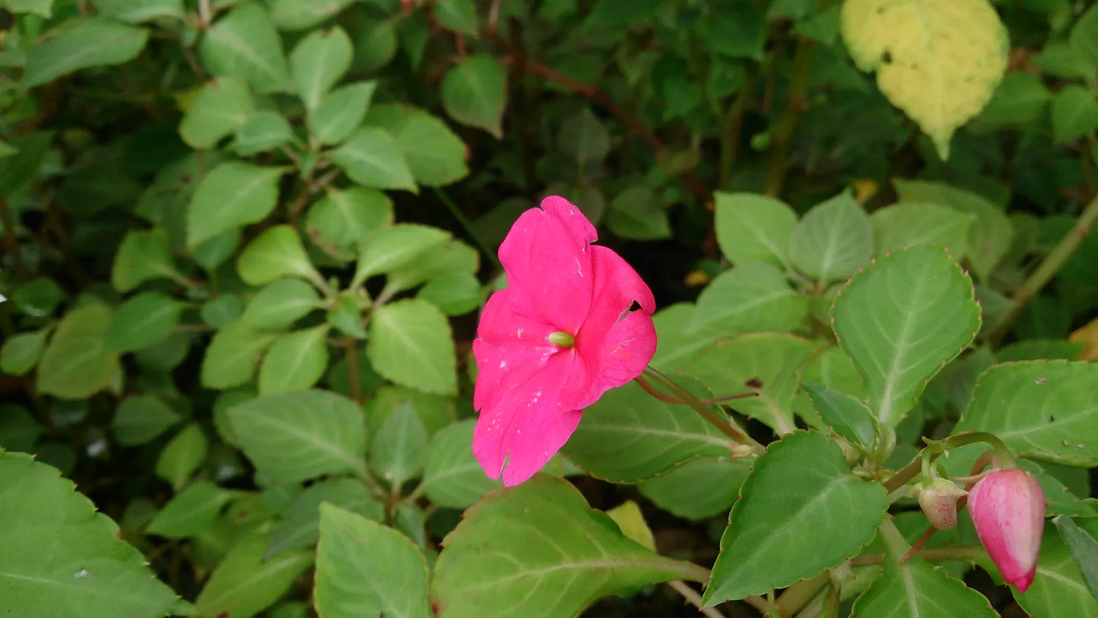 Impatiens, Busy Lizzie (Impatiens Walleriana) — particularly suitable for borders; impatiens walleriana, commonly known as Busy Lizzie, is a vibrant, image 124