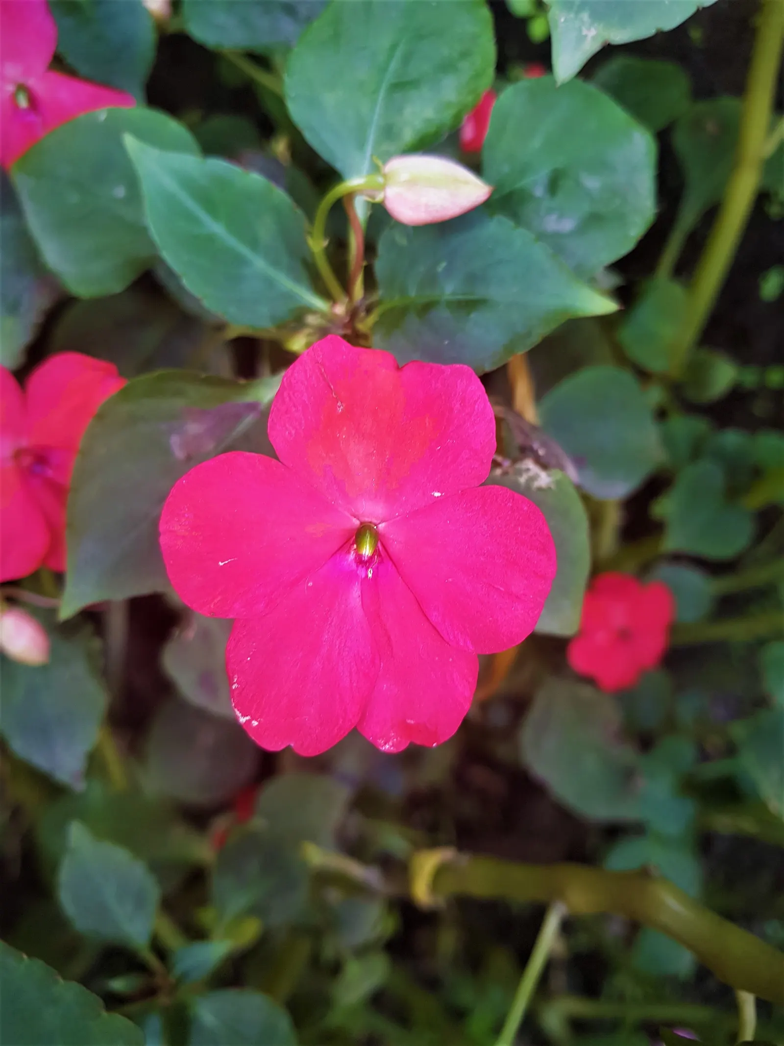 Impatiens, Busy Lizzie (Impatiens Walleriana) — The blooms come in a variety of hues; is a vibrant and versatile flowering plant that brings a pop, image 148