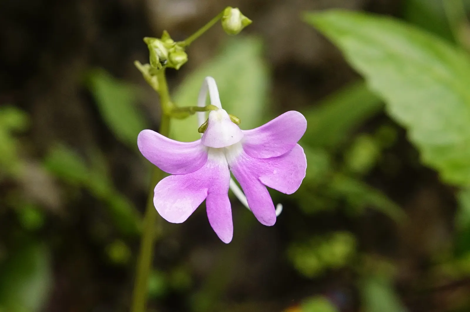 Impatiens, Busy Lizzie (Impatiens Walleriana) — Impatiens walleriana, commonly known as Busy Lizzie, is a vibrant, shade-loving annual; colorful blossoms