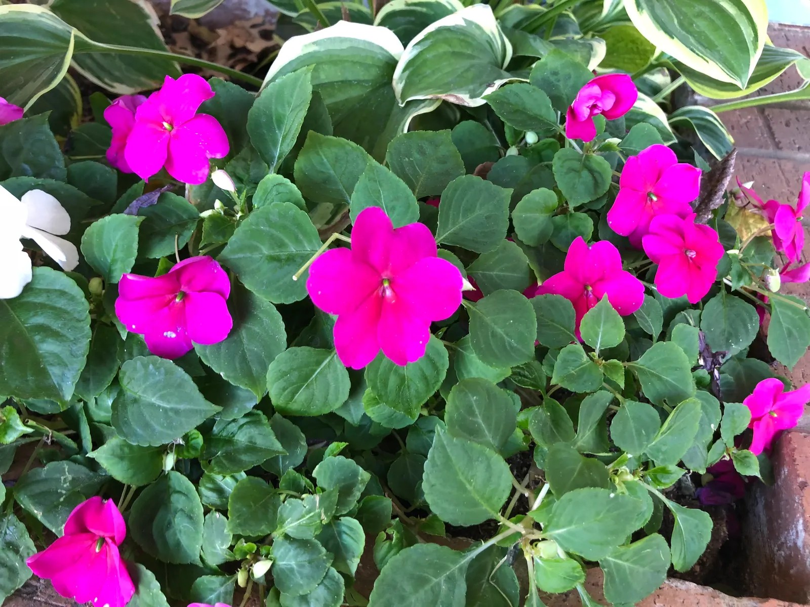 Impatiens, Busy Lizzie (Impatiens Walleriana) — is a vibrant and versatile flowering plant that brings a pop of color to shady landscape designs, image 169
