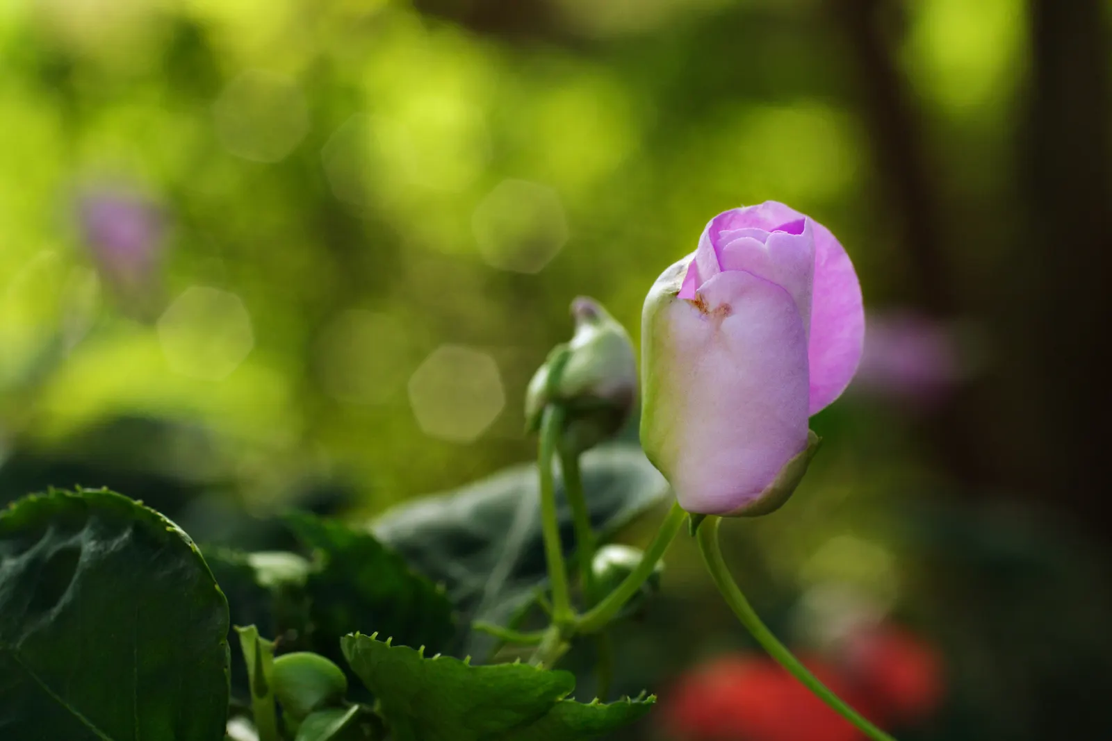 Impatiens, Busy Lizzie (Impatiens Walleriana) — particularly suitable for borders; impatiens walleriana, commonly known as Busy Lizzie, is a vibrant