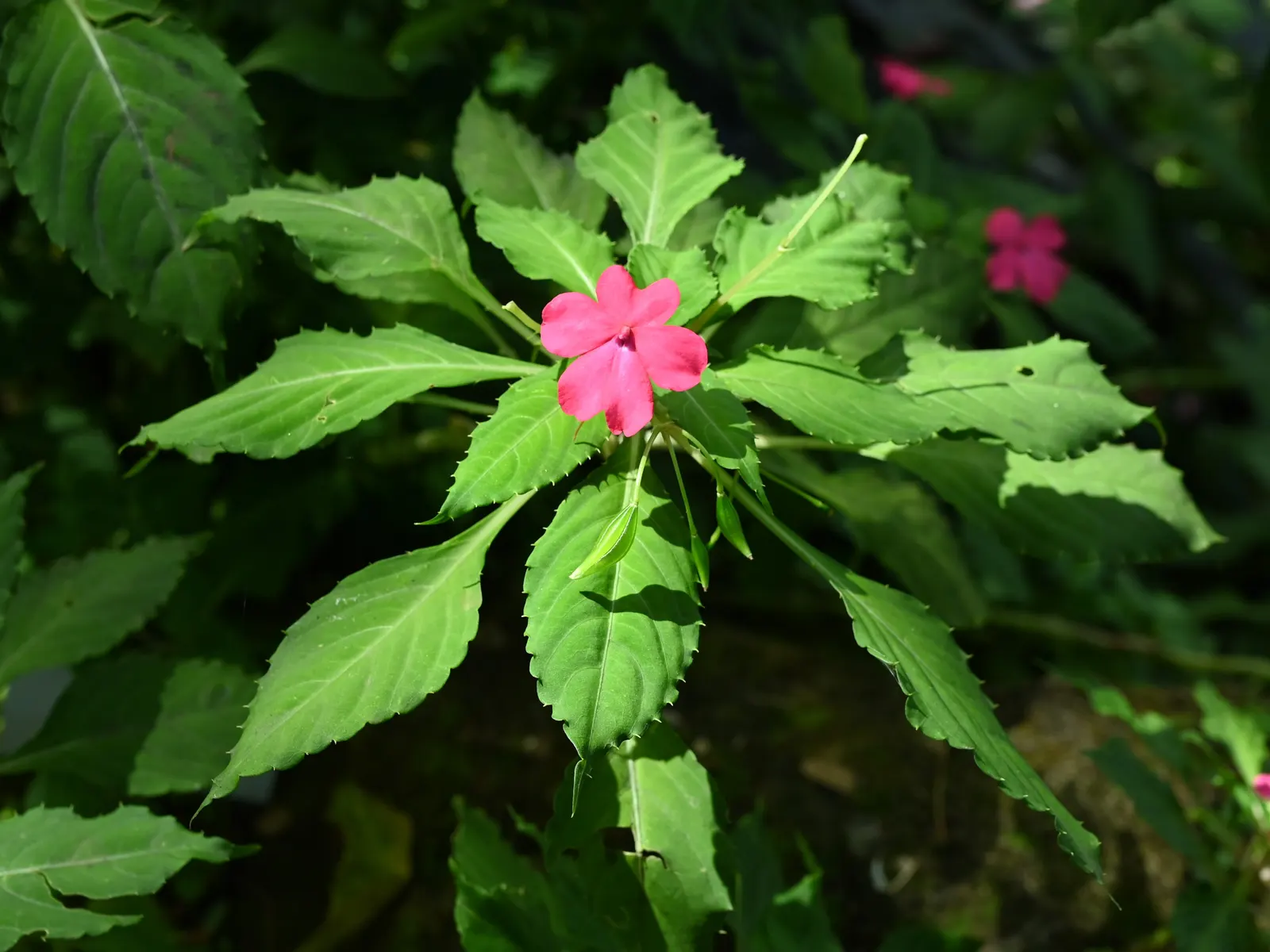Impatiens, Busy Lizzie (Impatiens Walleriana) — Regular watering is necessary; lavender and pink and red and violet flowers in the garden, image 87