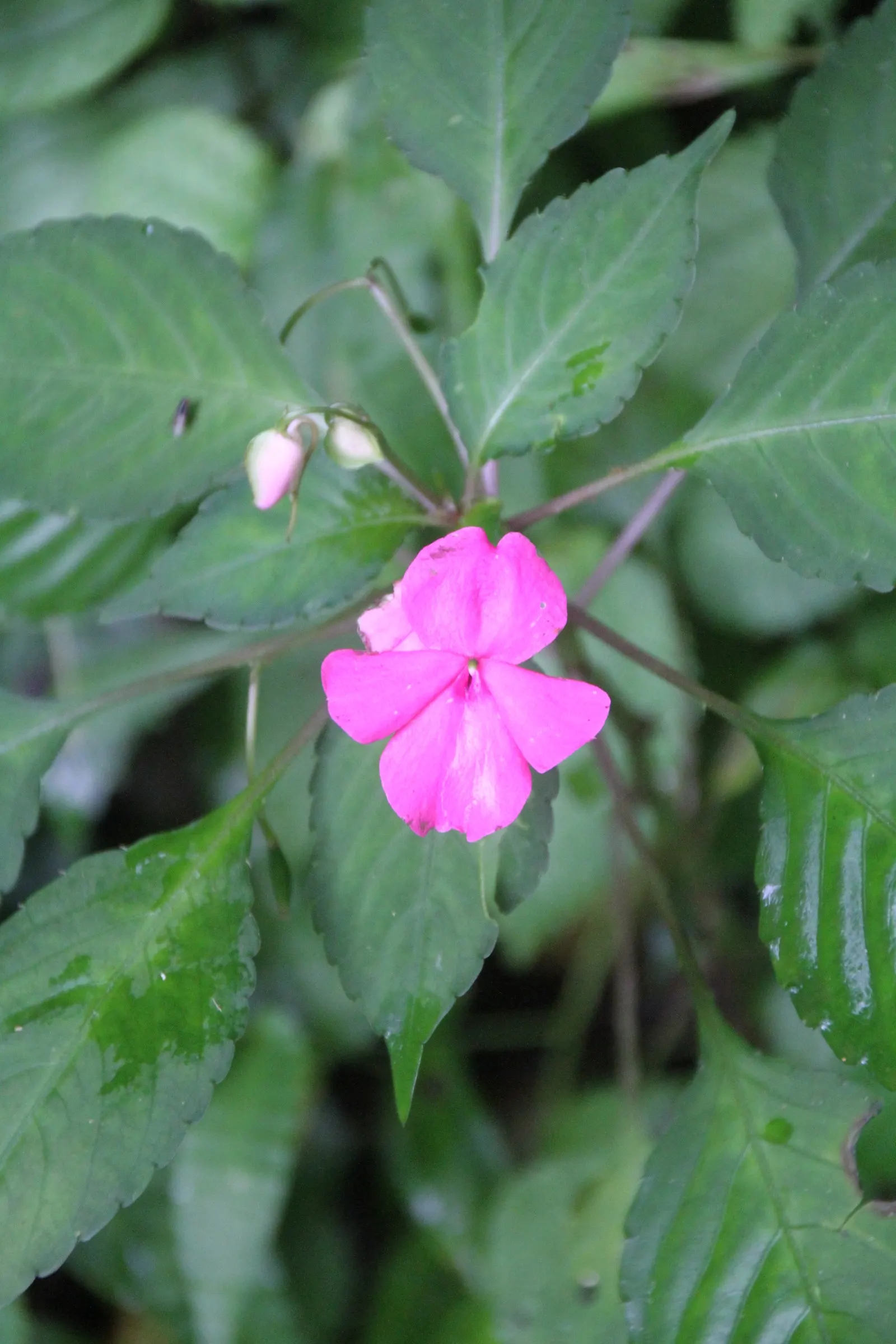 Impatiens, Busy Lizzie (Impatiens Walleriana) — often grown as an annual in temperate climates; this herbaceous perennial, image 139