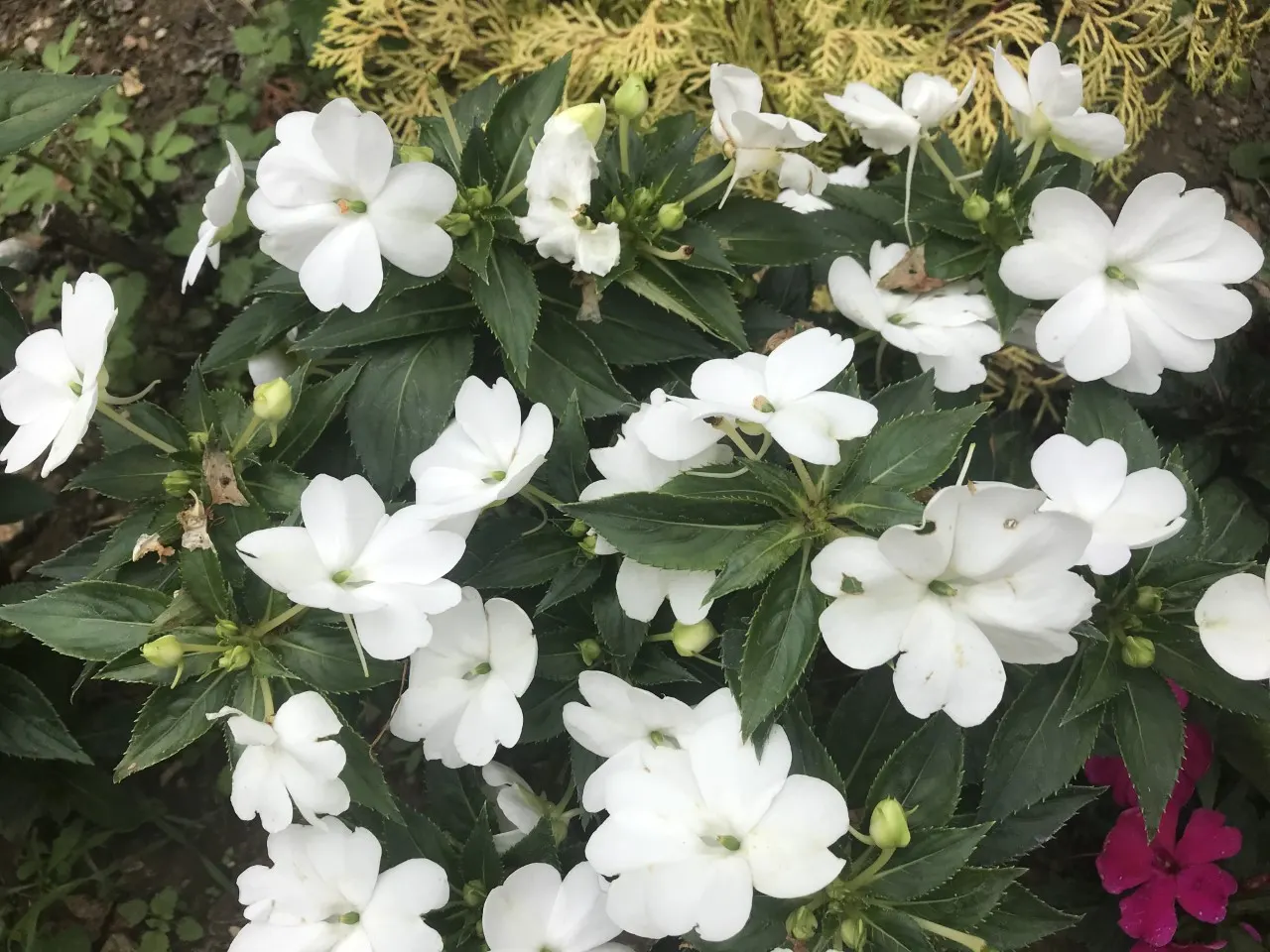 Impatiens, Busy Lizzie (Impatiens Walleriana) — enriching the horticultural tapestry of any shaded garden space; commonly referred to as Busy Lizzie