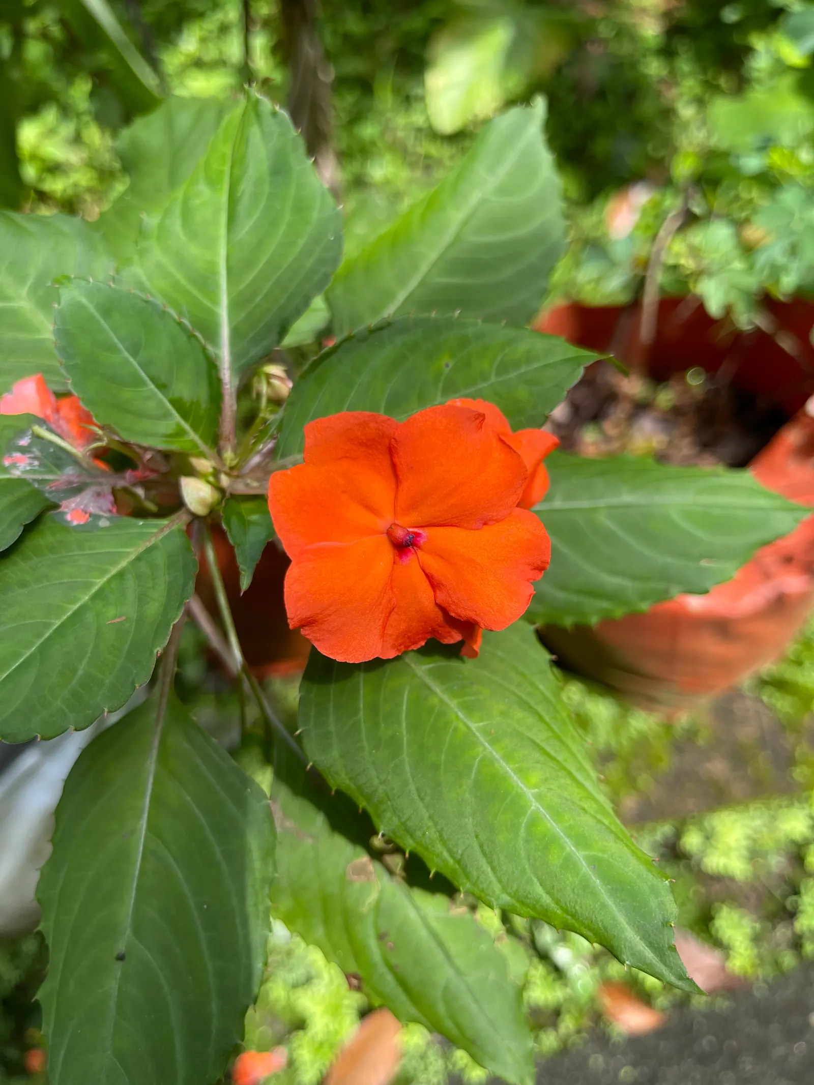 Impatiens, Busy Lizzie (Impatiens Walleriana) — annual / ground cover / perennial for half or shade; enriching the horticultural tapestry of any, image 128