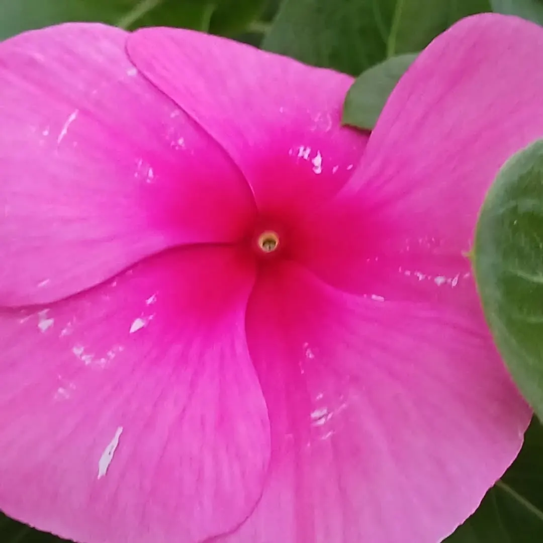 Impatiens, Busy Lizzie (Impatiens Walleriana) — It flourishes in partial to full shade conditions