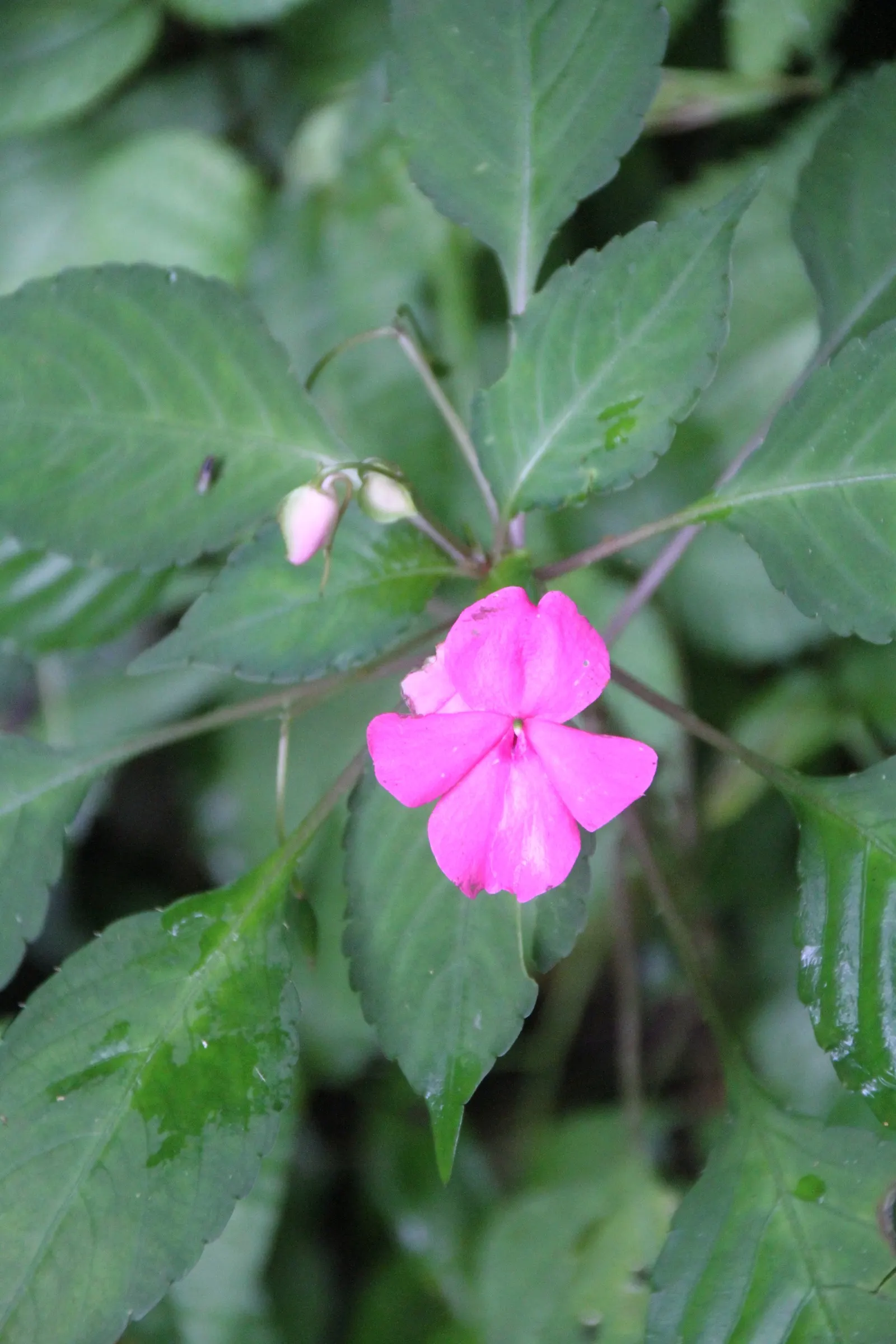 Impatiens, Busy Lizzie (Impatiens Walleriana) — Busy Lizzie requires moist; well-drained soil and offers a continuous display of blooms from spring, image 134