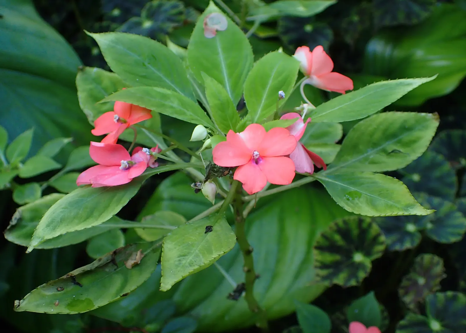 Impatiens, Busy Lizzie (Impatiens Walleriana) — The blooms come in a variety of hues; is a vibrant and versatile flowering plant that brings a pop, image 84