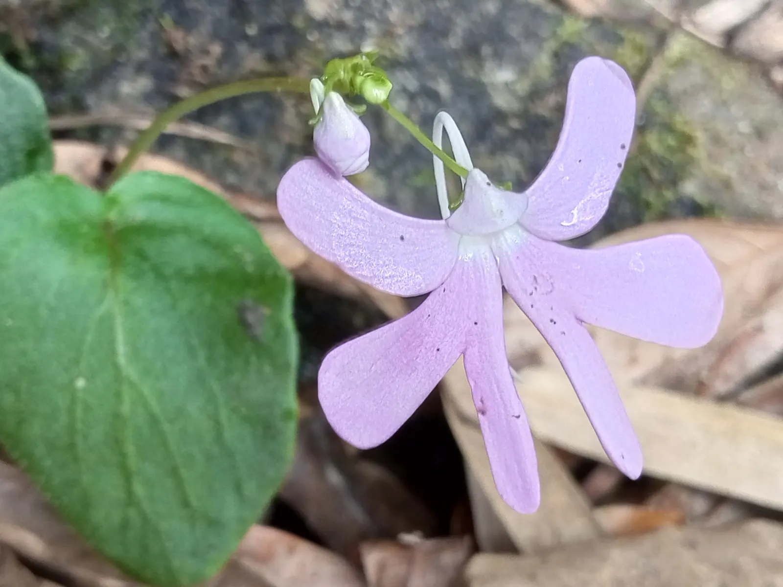 Impatiens, Busy Lizzie (Impatiens Walleriana) — commonly referred to as Busy Lizzie; providing continuous visual interest.<br><br>For optimal growth