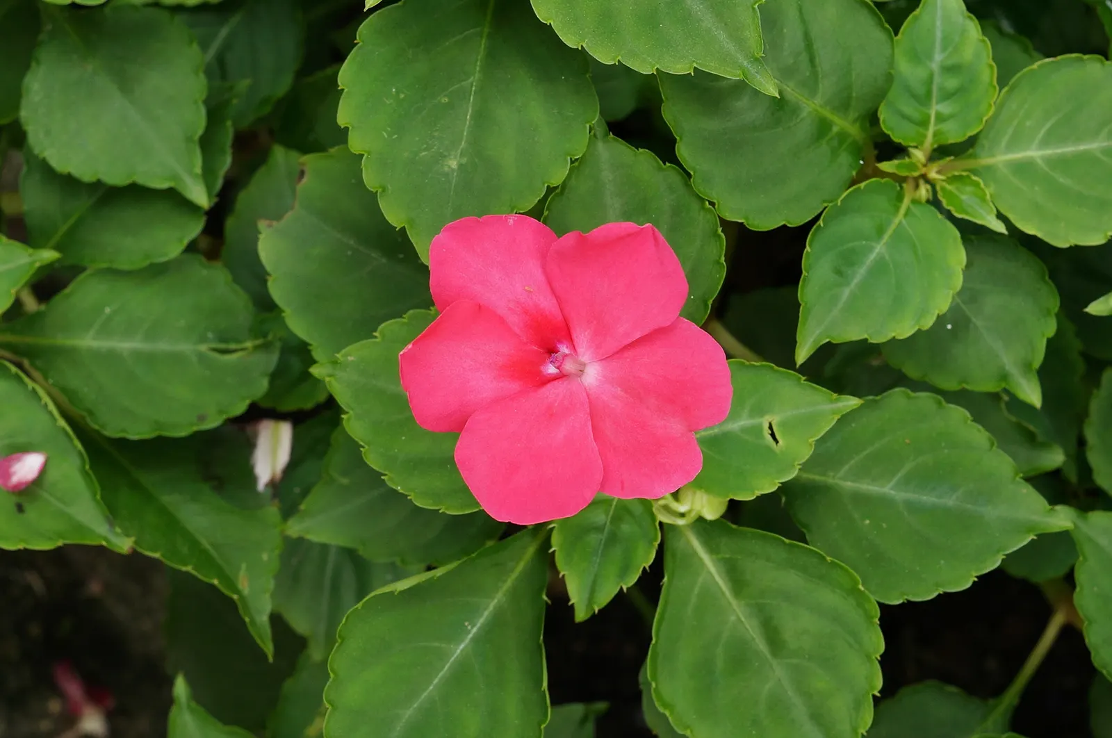 Impatiens, Busy Lizzie (Impatiens Walleriana) — especially in warmer climates; ideal for borders or containers, image 152