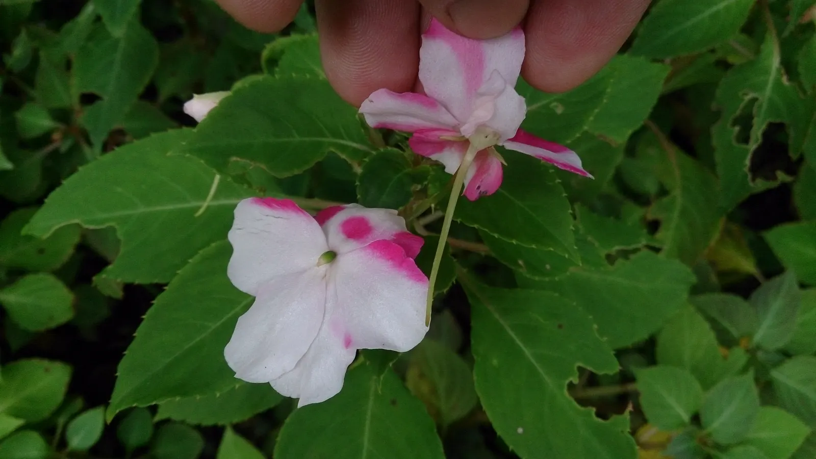 Impatiens, Busy Lizzie (Impatiens Walleriana) — often grown as an annual in temperate climates; this herbaceous perennial, image 107