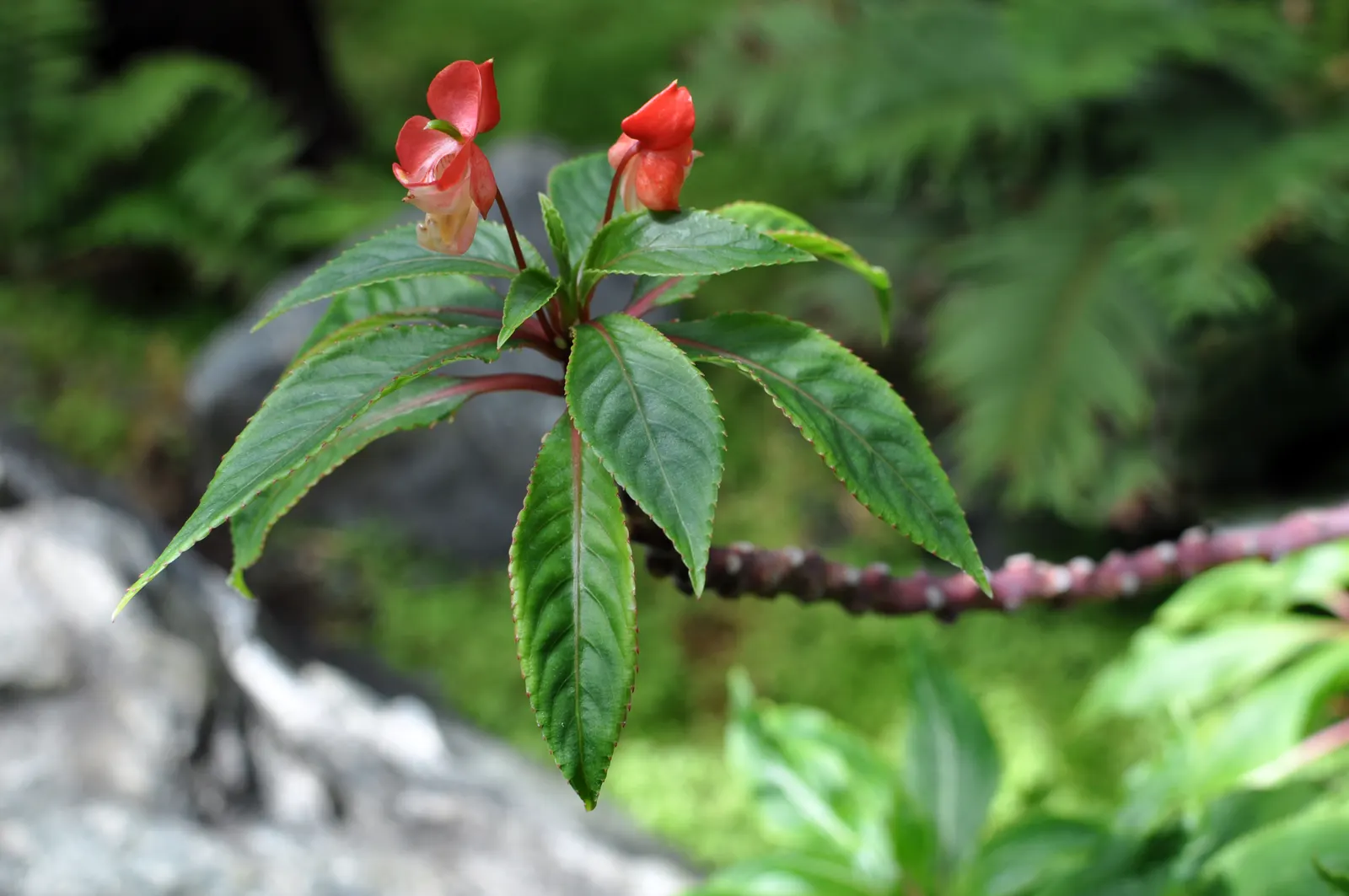 Impatiens, Busy Lizzie (Impatiens Walleriana) — often grown as an annual in temperate climates; this herbaceous perennial, image 171