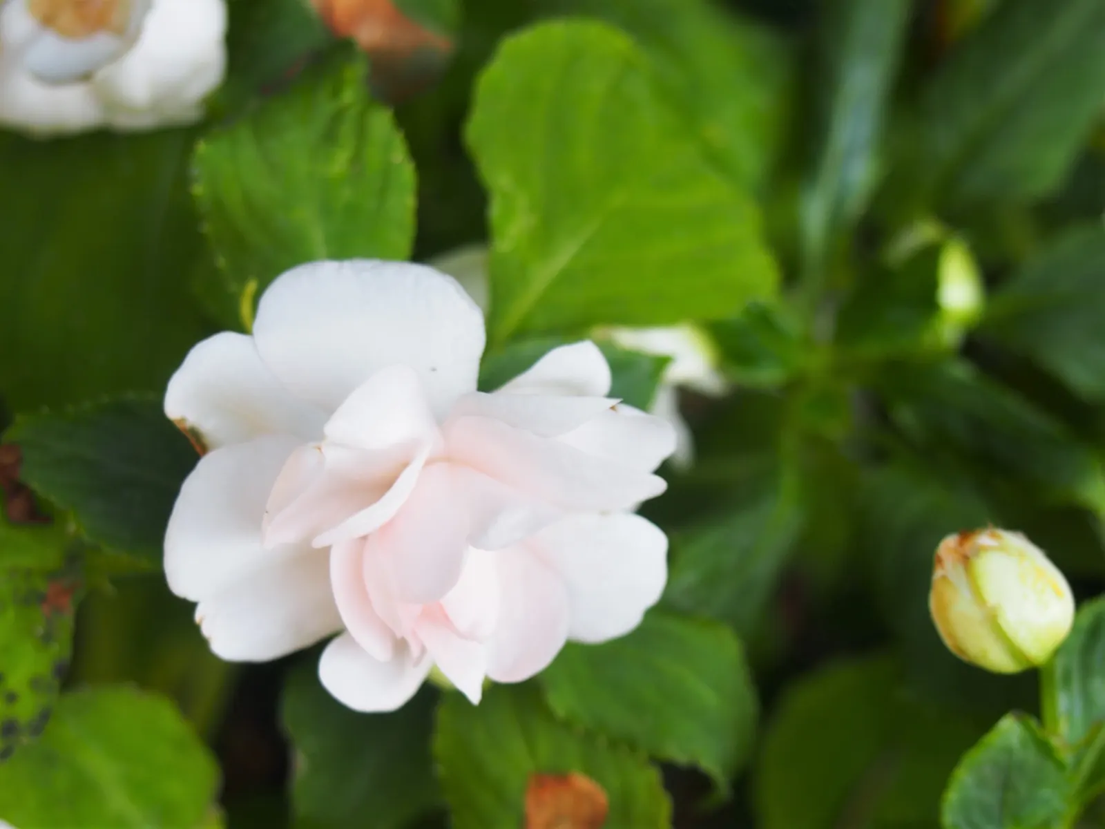 Impatiens, Busy Lizzie (Impatiens Walleriana) — well-draining soil with a slightly acidic to neutral pH; regular watering is necessary, image 118