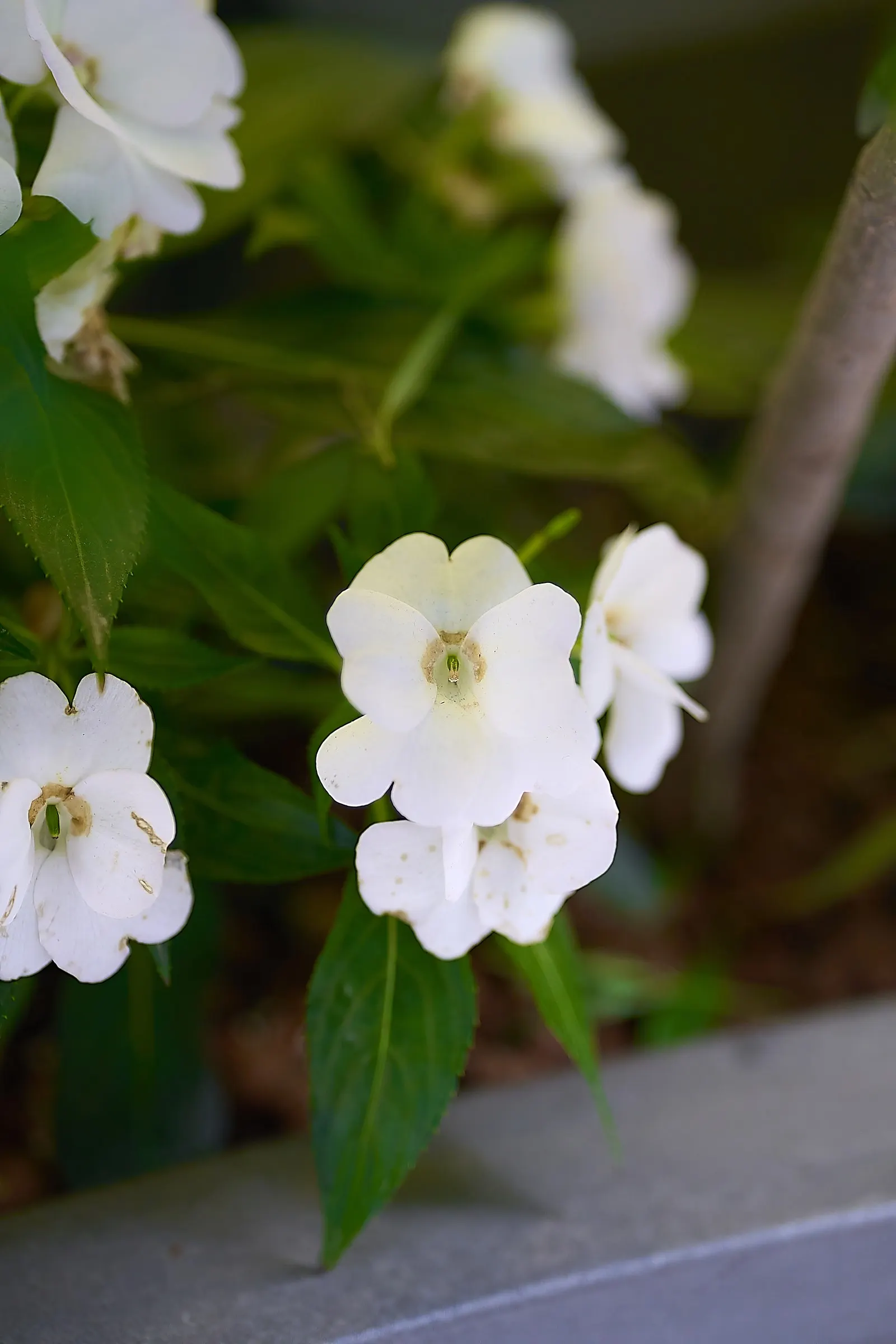 Impatiens, Busy Lizzie (Impatiens Walleriana) — annual / ground cover / perennial for half or shade; enriching the horticultural tapestry of any, image 160
