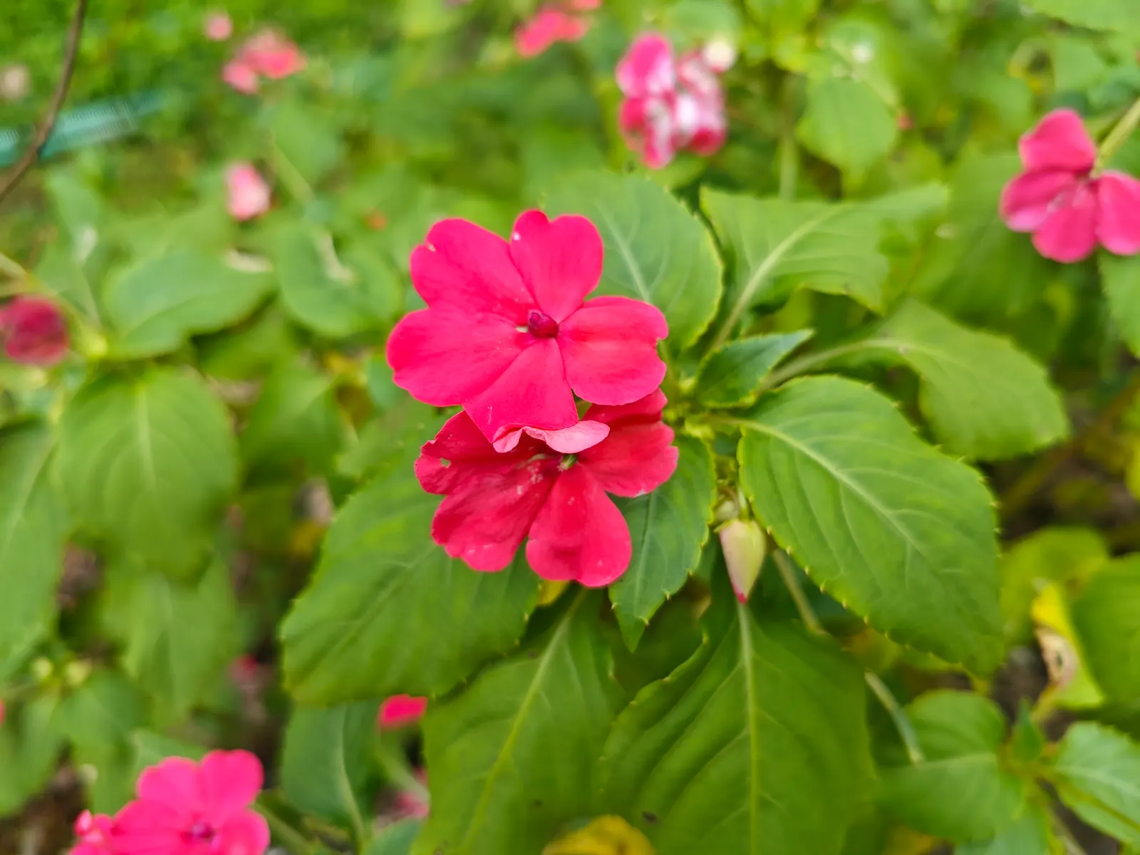 Impatiens, Busy Lizzie (Impatiens Walleriana) — annual / ground cover / perennial with lavender and pink and red and violet blooms; well-draining, image 127