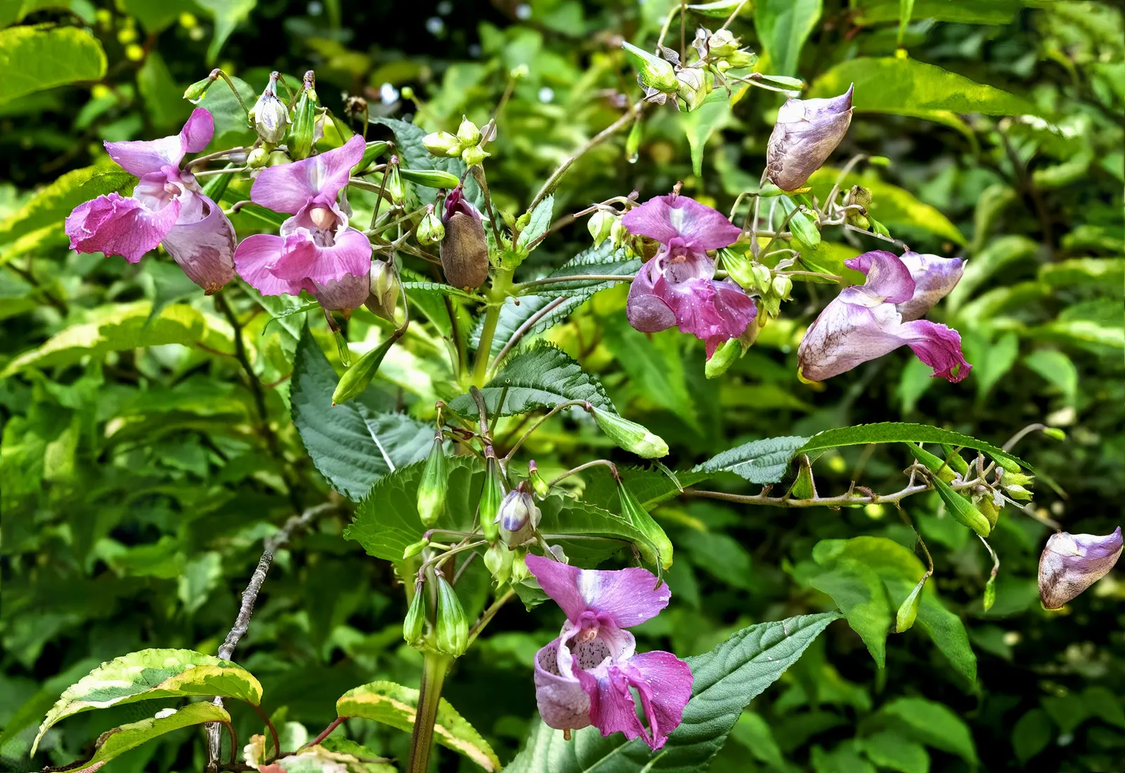 Impatiens, Busy Lizzie (Impatiens Walleriana) — each measuring about 1 to 2 inches in diameter; it flourishes in partial to full shade, reaching a, image 115