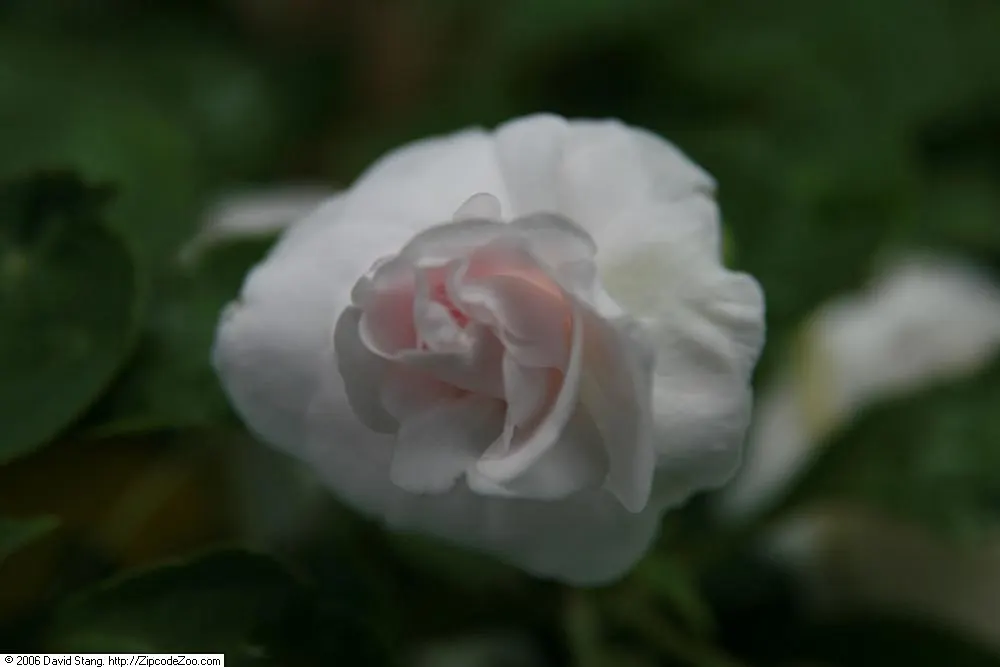 Impatiens, Busy Lizzie (Impatiens Walleriana) — It flourishes in partial to full shade, reaching a height of 6-24 inches with an equal spread, image 98