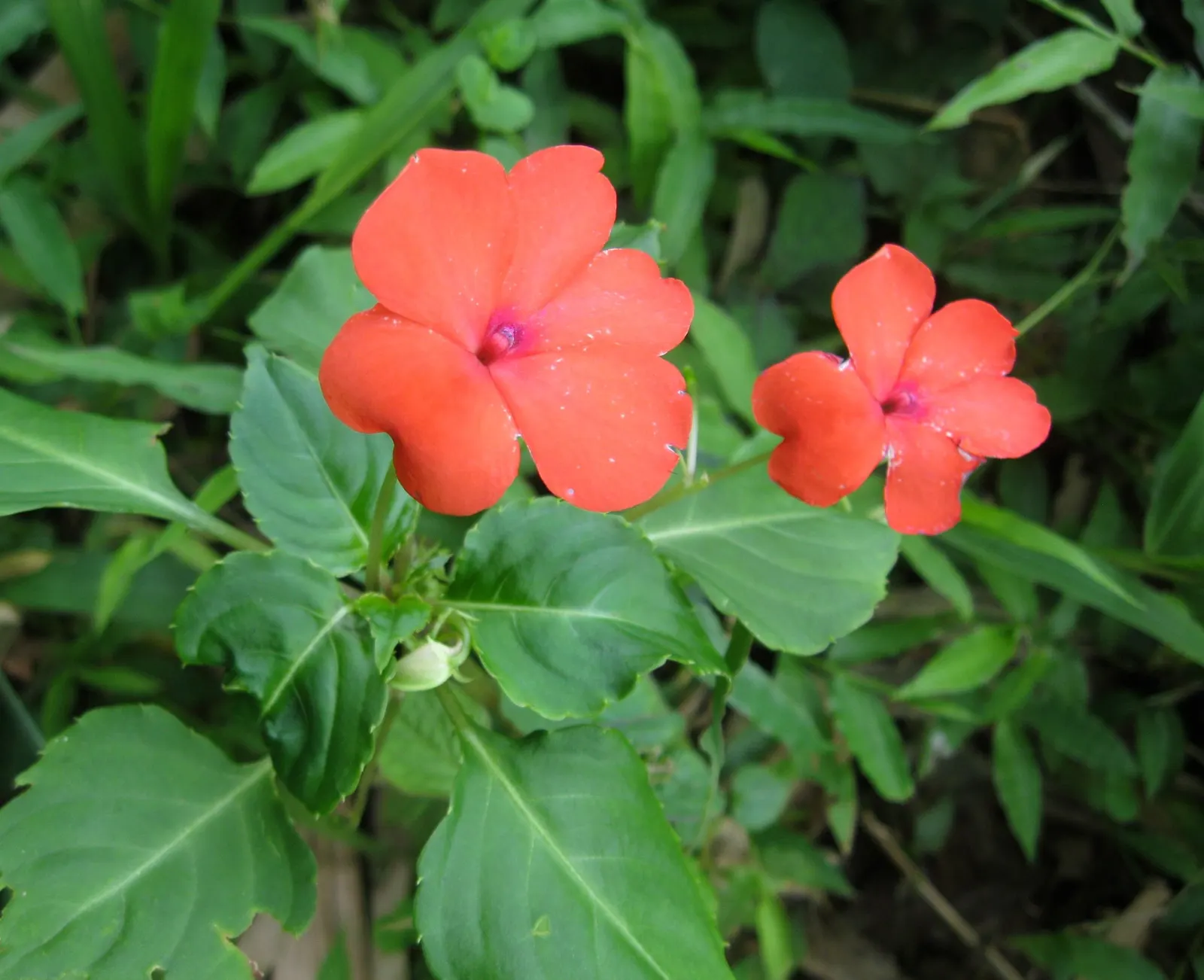 Impatiens, Busy Lizzie (Impatiens Walleriana) — is a vibrant and versatile flowering plant that brings a pop of color to shady landscape designs; particularly