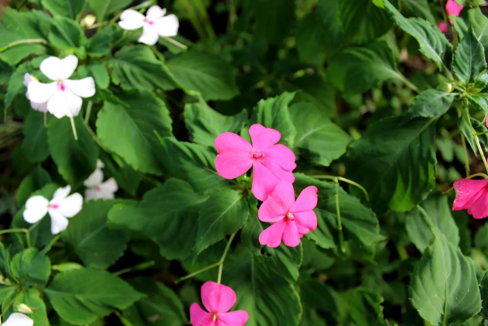 Impatiens, Busy Lizzie (Impatiens Walleriana) — It flourishes in partial to full shade conditions; especially in warmer climates, image 109