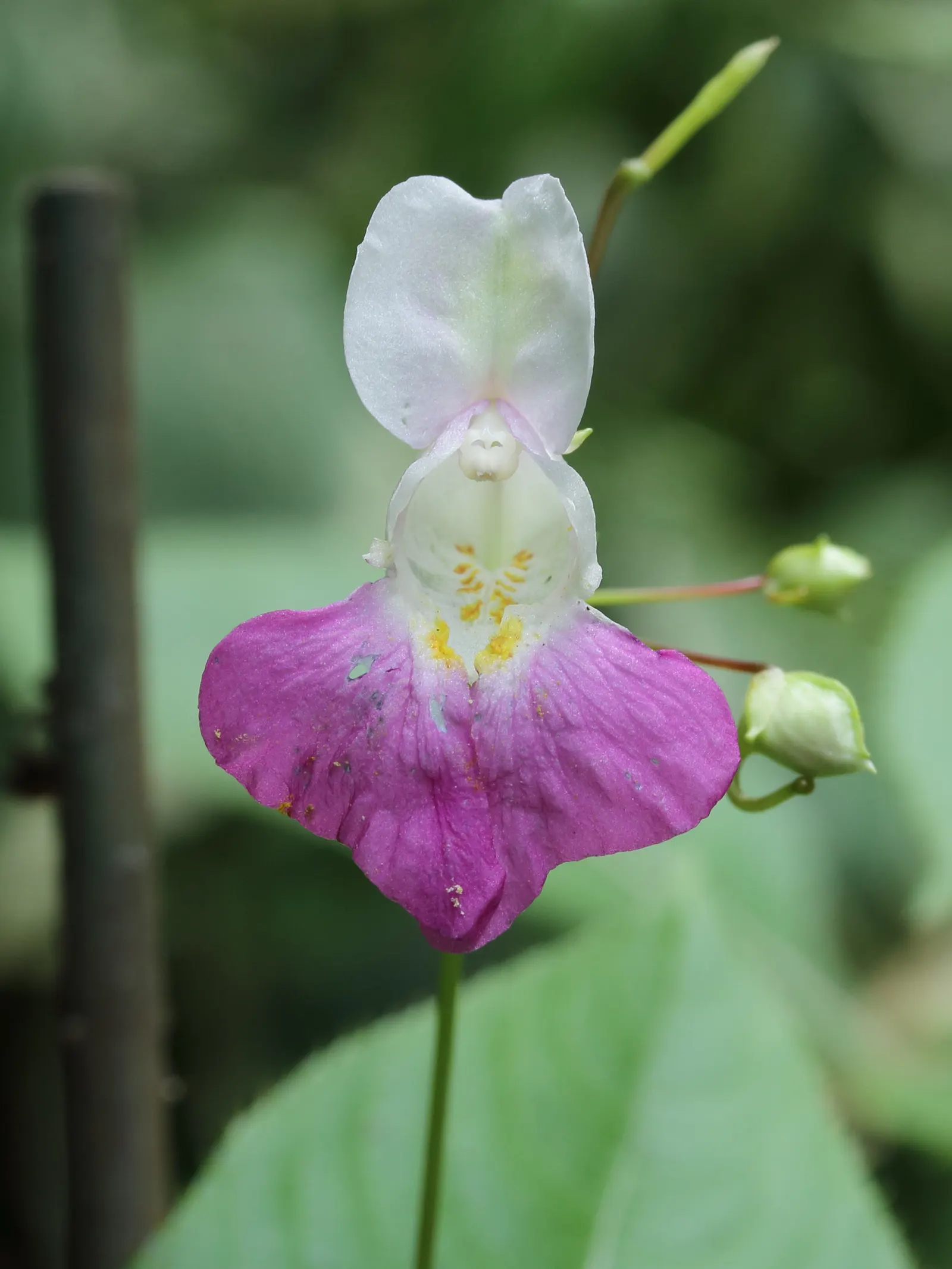 Impatiens, Busy Lizzie (Impatiens Walleriana) — Ideal for borders or containers; annual / ground cover / perennial for half or shade, image 165