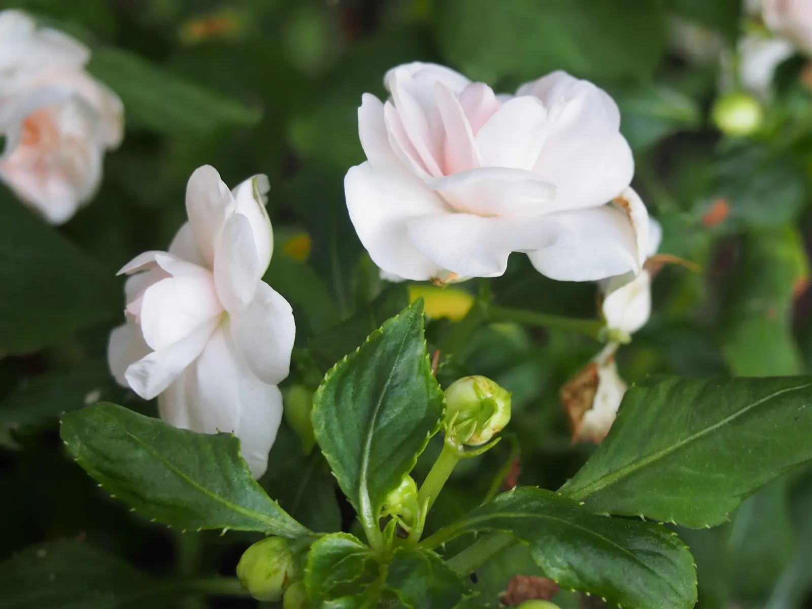 Impatiens, Busy Lizzie (Impatiens Walleriana) — colorful blossoms ranging from white to pink; but care should be taken to avoid waterlogging, image 100