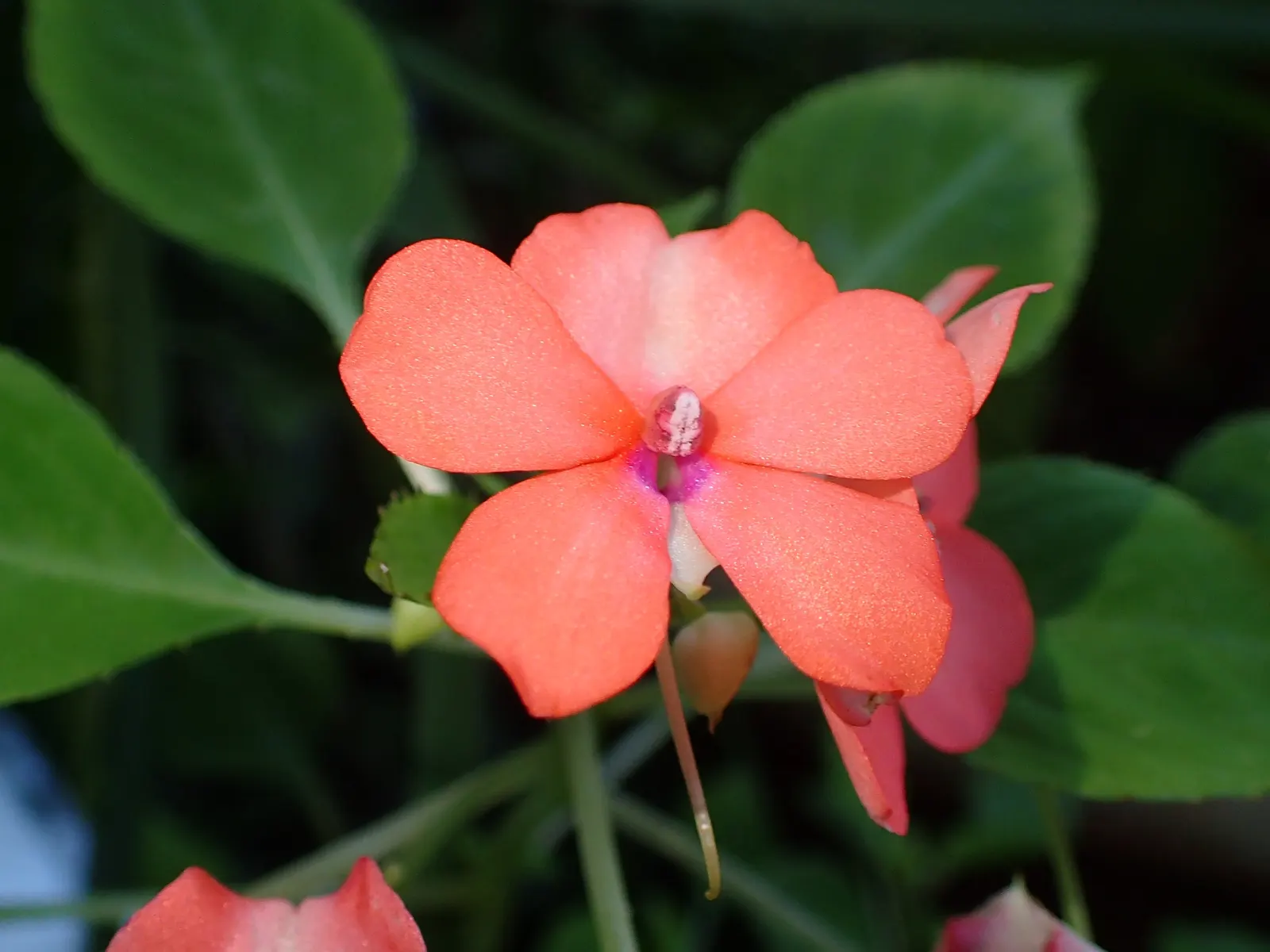 Impatiens, Busy Lizzie (Impatiens Walleriana) — Its glossy foliage is a lush backdrop for its profuse; busy Lizzies produce an abundance of single, image 99