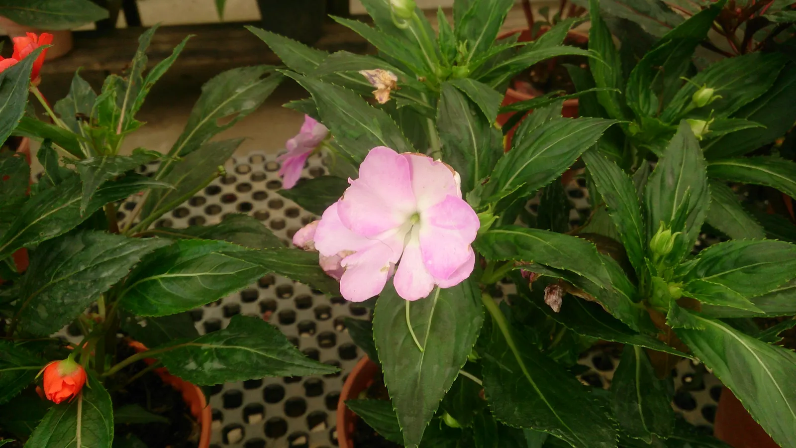 Impatiens, Busy Lizzie (Impatiens Walleriana) — well-draining soil with a slightly acidic to neutral pH; regular watering is necessary, image 86