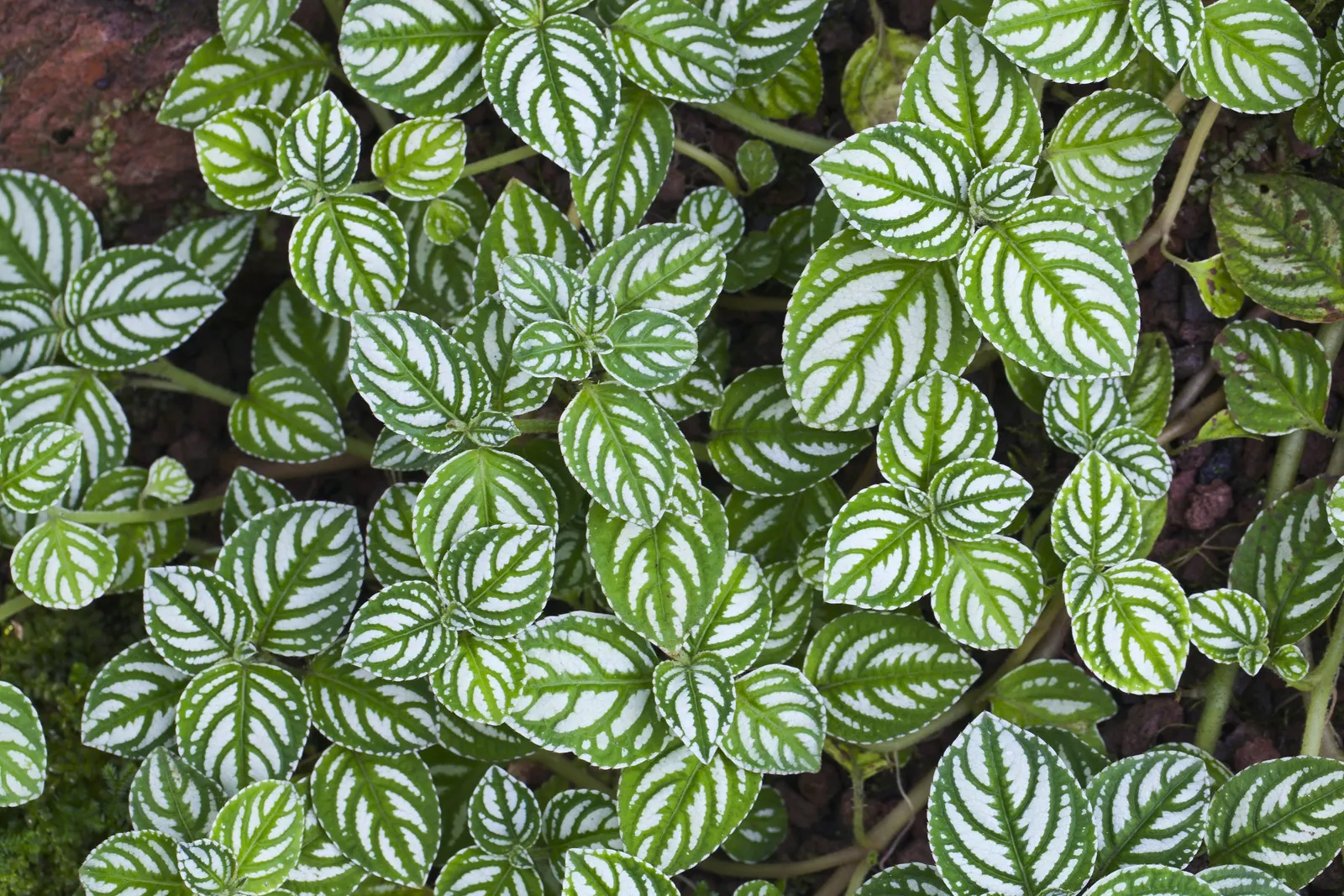 Impatiens, Busy Lizzie (Impatiens Walleriana) — thrives in USDA hardiness zones 10 to 11; green backdrop for the flowers.<br><br>Flowering from, image 108