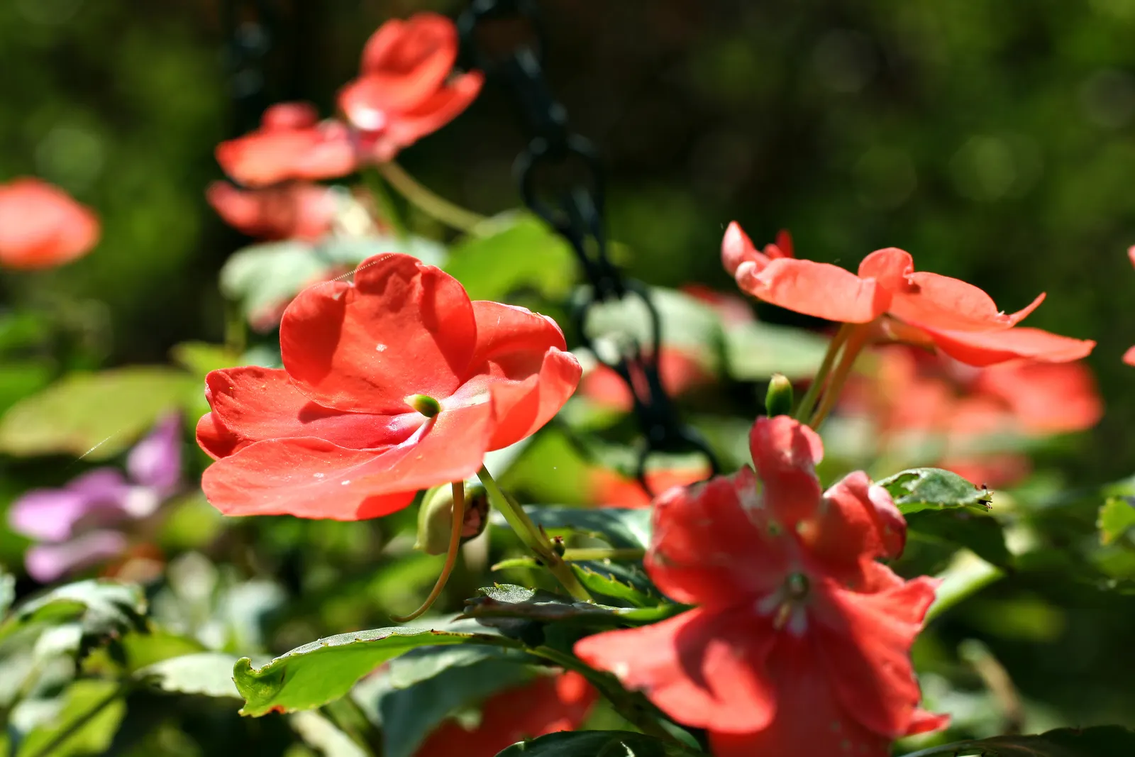 Impatiens, Busy Lizzie (Impatiens Walleriana) — Busy Lizzies produce an abundance of single or double blooms; these low-maintenance plants require, image 82