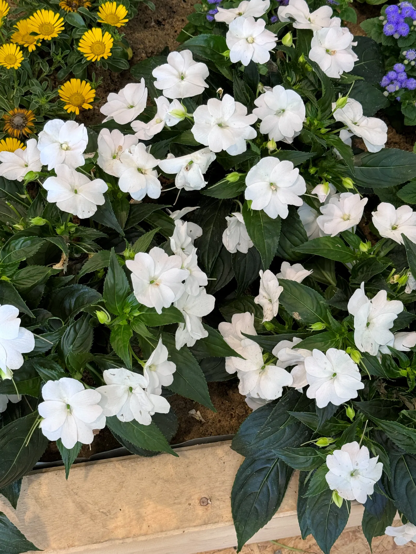 Impatiens, Busy Lizzie (Impatiens Walleriana) — Ideal for borders or containers; annual / ground cover / perennial for half or shade, image 133