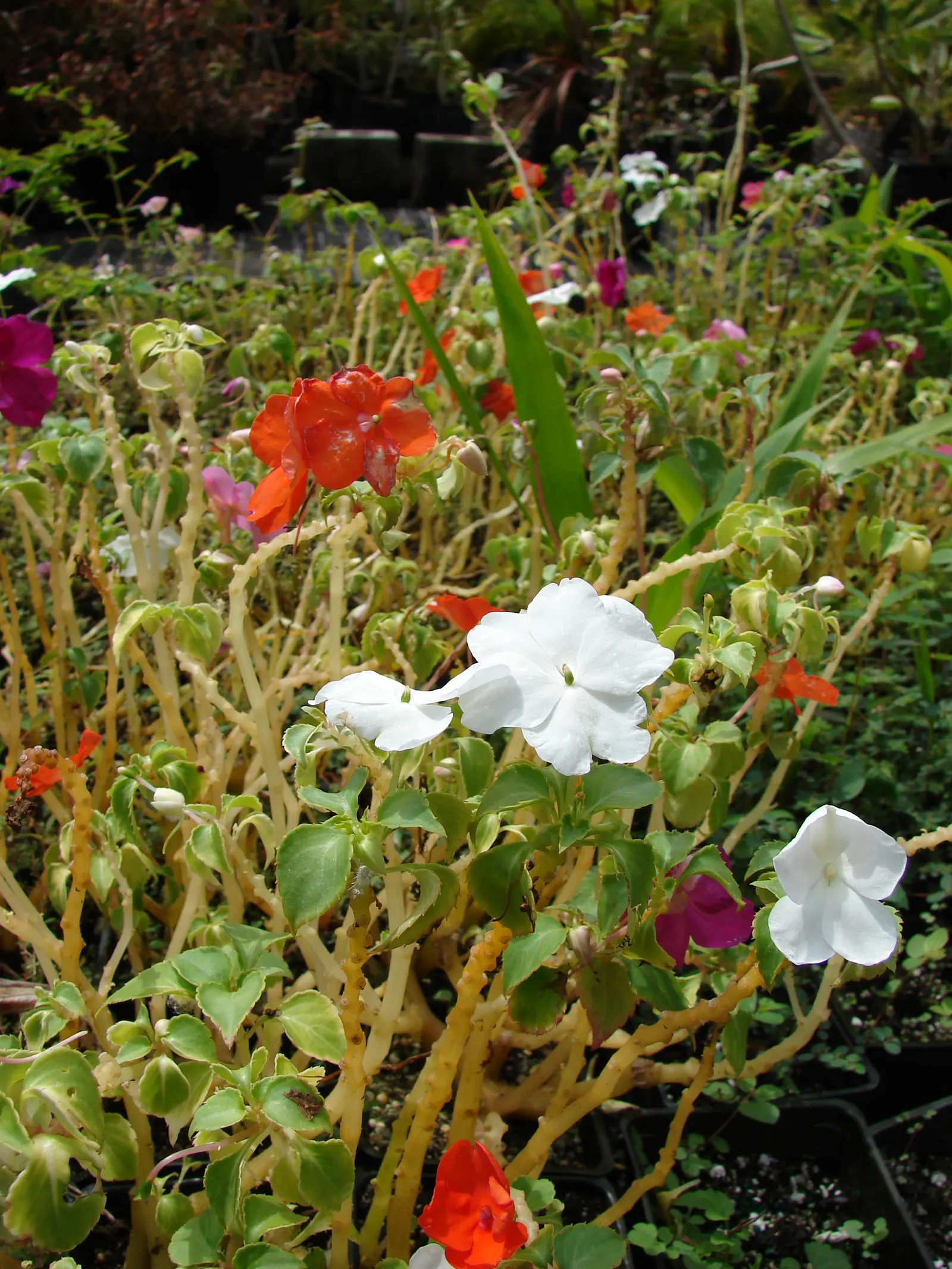 Impatiens, Busy Lizzie (Impatiens Walleriana) — especially in warmer climates; ideal for borders or containers, image 88