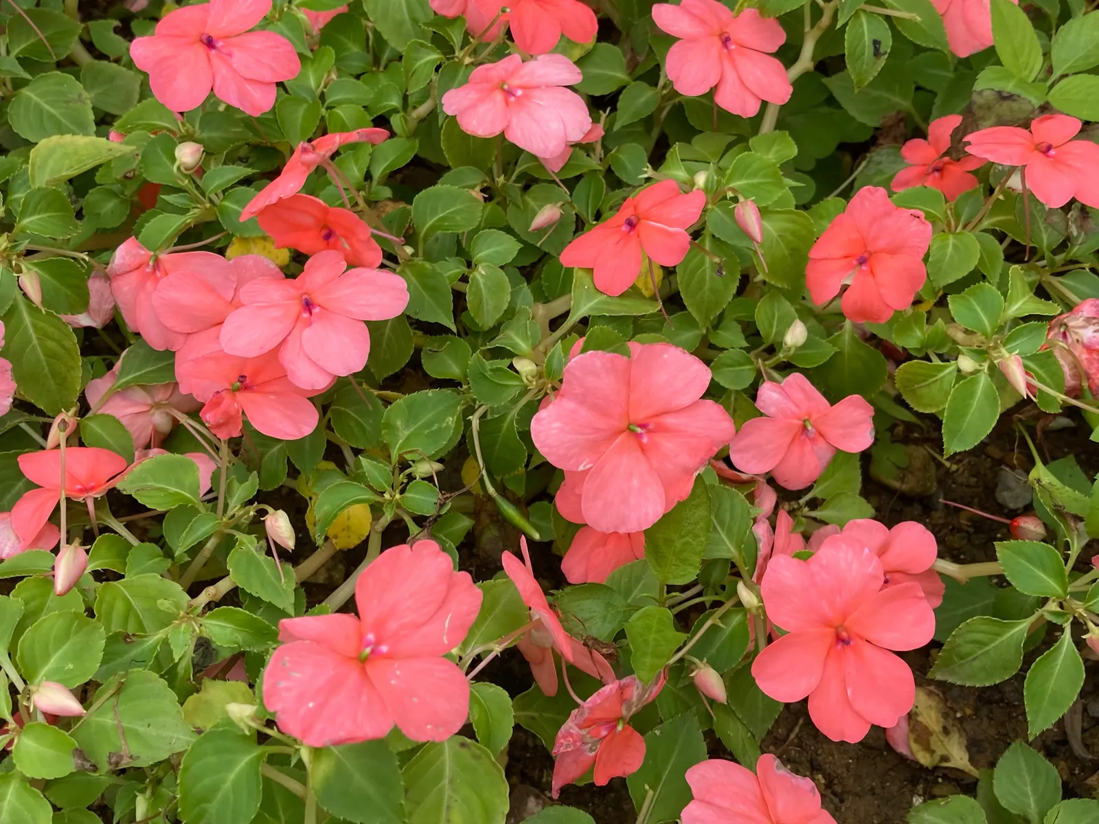 Impatiens, Busy Lizzie (Impatiens Walleriana) — Busy Lizzies produce an abundance of single or double blooms; these low-maintenance plants require, image 178