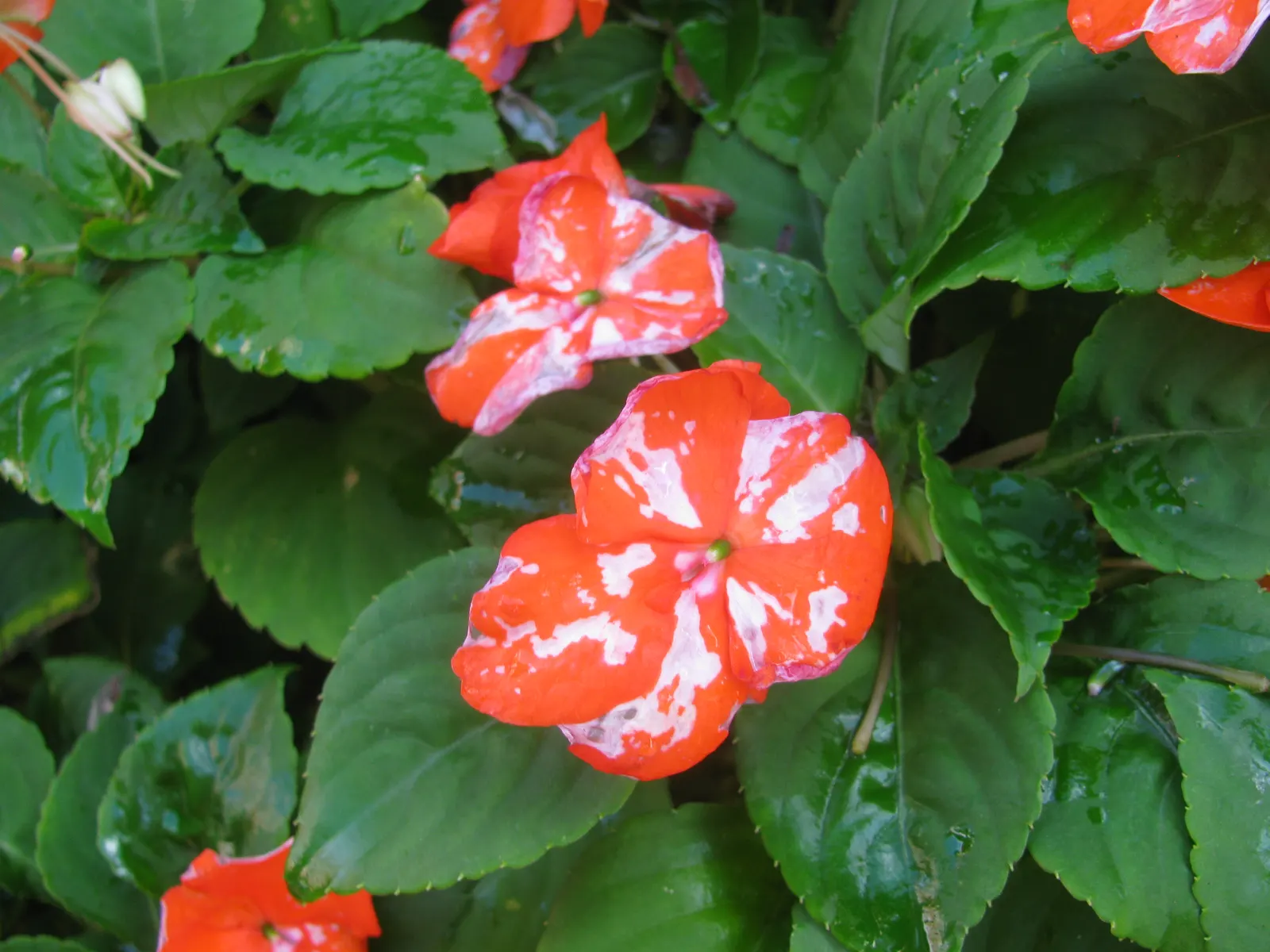 Impatiens, Busy Lizzie (Impatiens Walleriana) — often grown as an annual in temperate climates; this herbaceous perennial