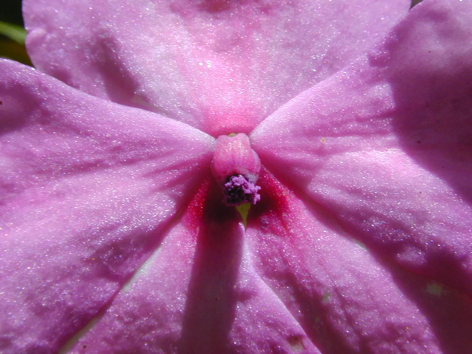 Impatiens, Busy Lizzie (Impatiens Walleriana) — lance-shaped leaves approximately 2 to 3 inches long; it flourishes in partial to full shade, image 176