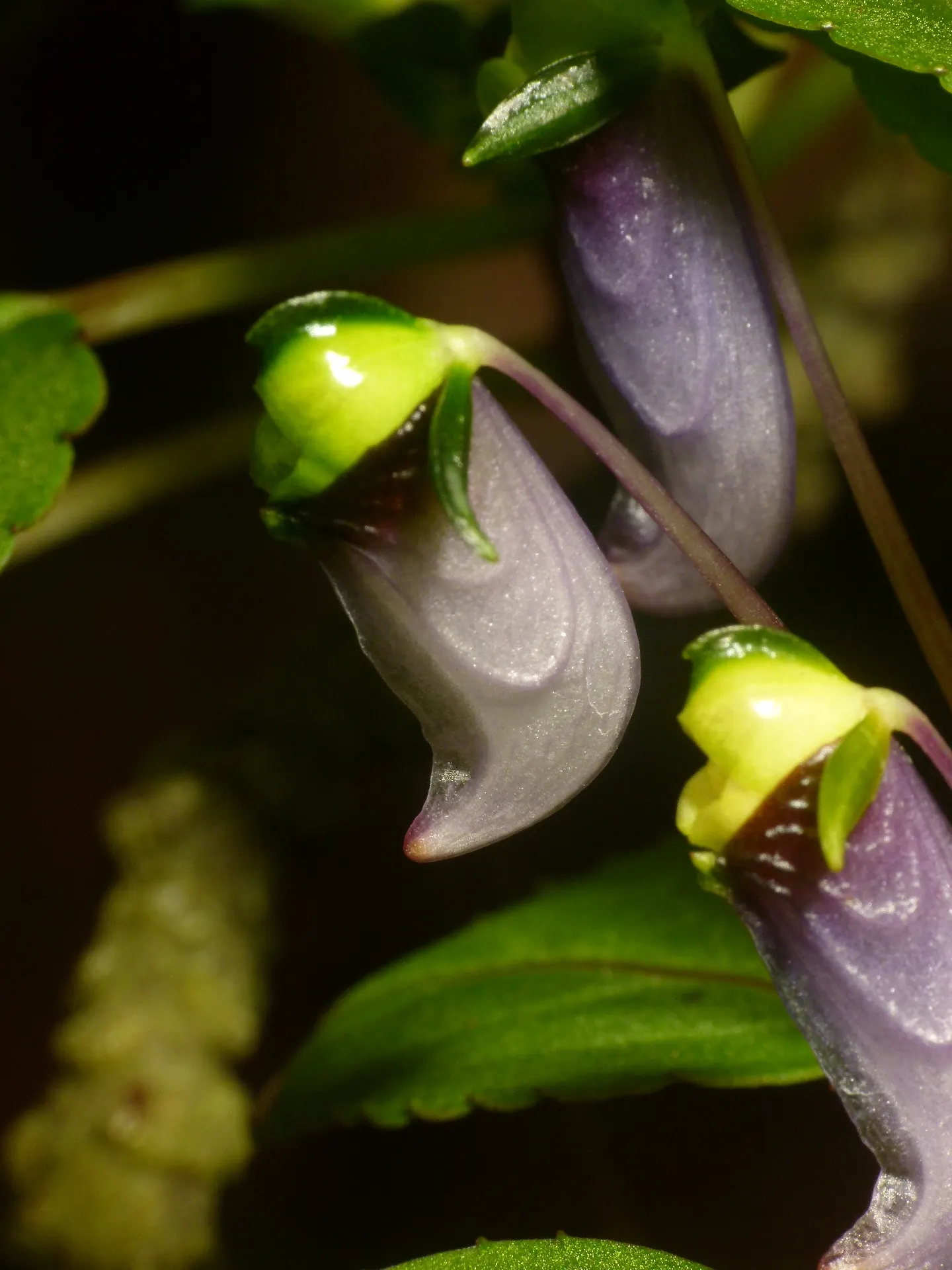Impatiens, Busy Lizzie (Impatiens Walleriana) — These low-maintenance plants require minimal fertilization and are relatively pest-resistant; which, image 123