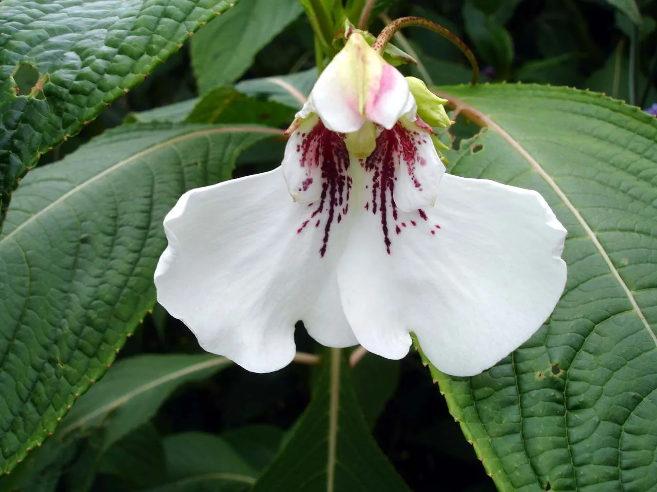 Impatiens, Busy Lizzie (Impatiens Walleriana) — is a vibrant and versatile flowering plant that brings a pop of color to shady landscape designs, image 137