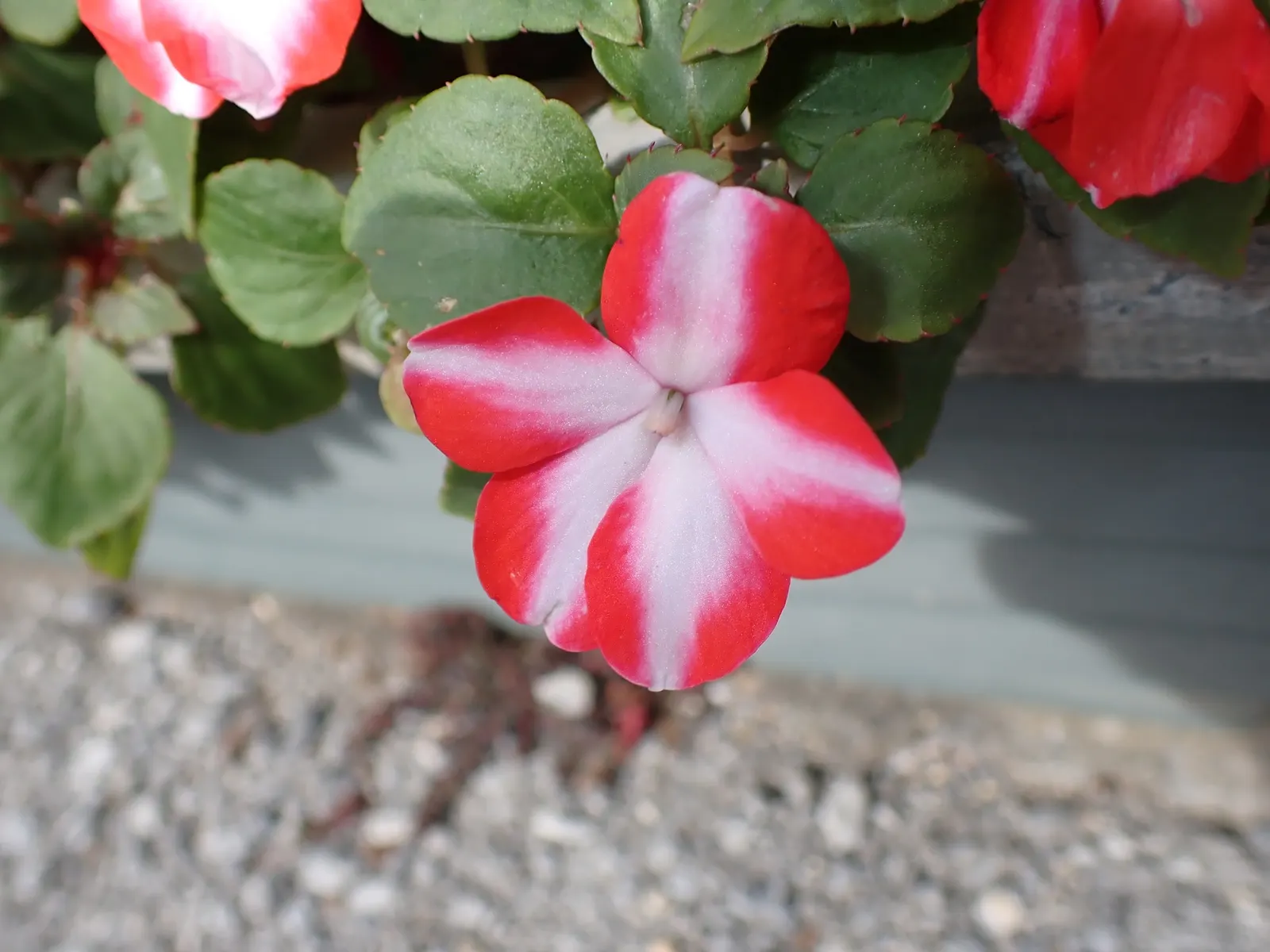 Impatiens, Busy Lizzie (Impatiens Walleriana) — but care should be taken to avoid waterlogging