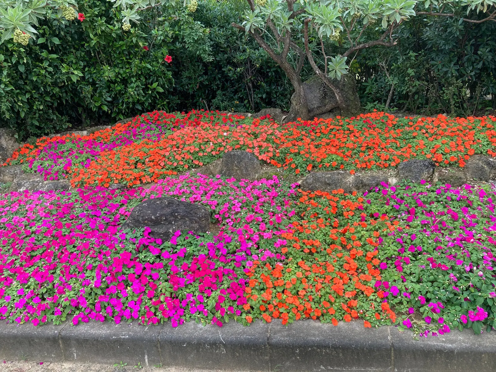 Impatiens, Busy Lizzie (Impatiens Walleriana) — green backdrop for the flowers.<br><br>Flowering from late spring to first frost; the blooms come, image 113