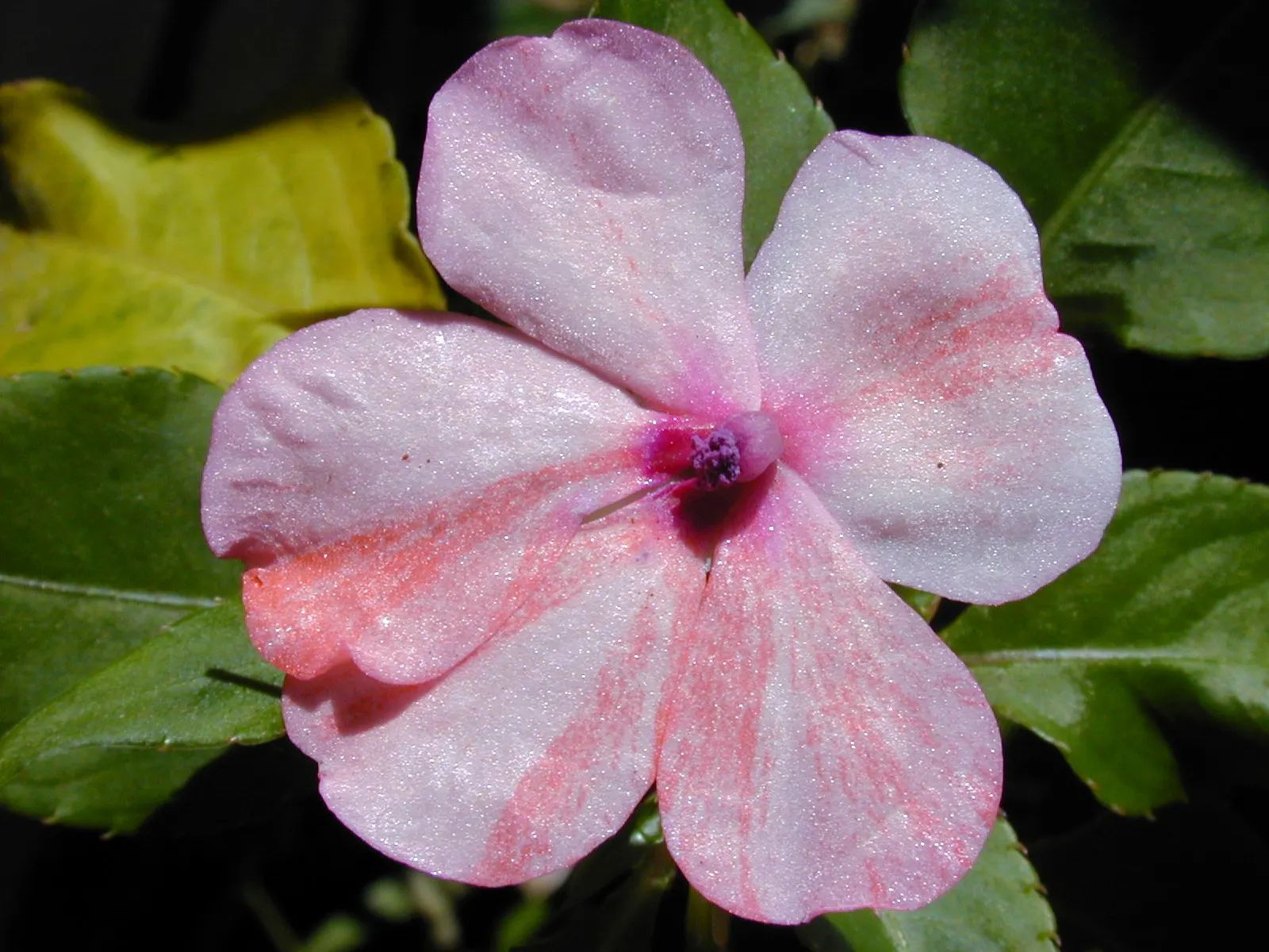 Impatiens, Busy Lizzie (Impatiens Walleriana) — It flourishes in partial to full shade, reaching a height of 6-24 inches with an equal spread, image 162