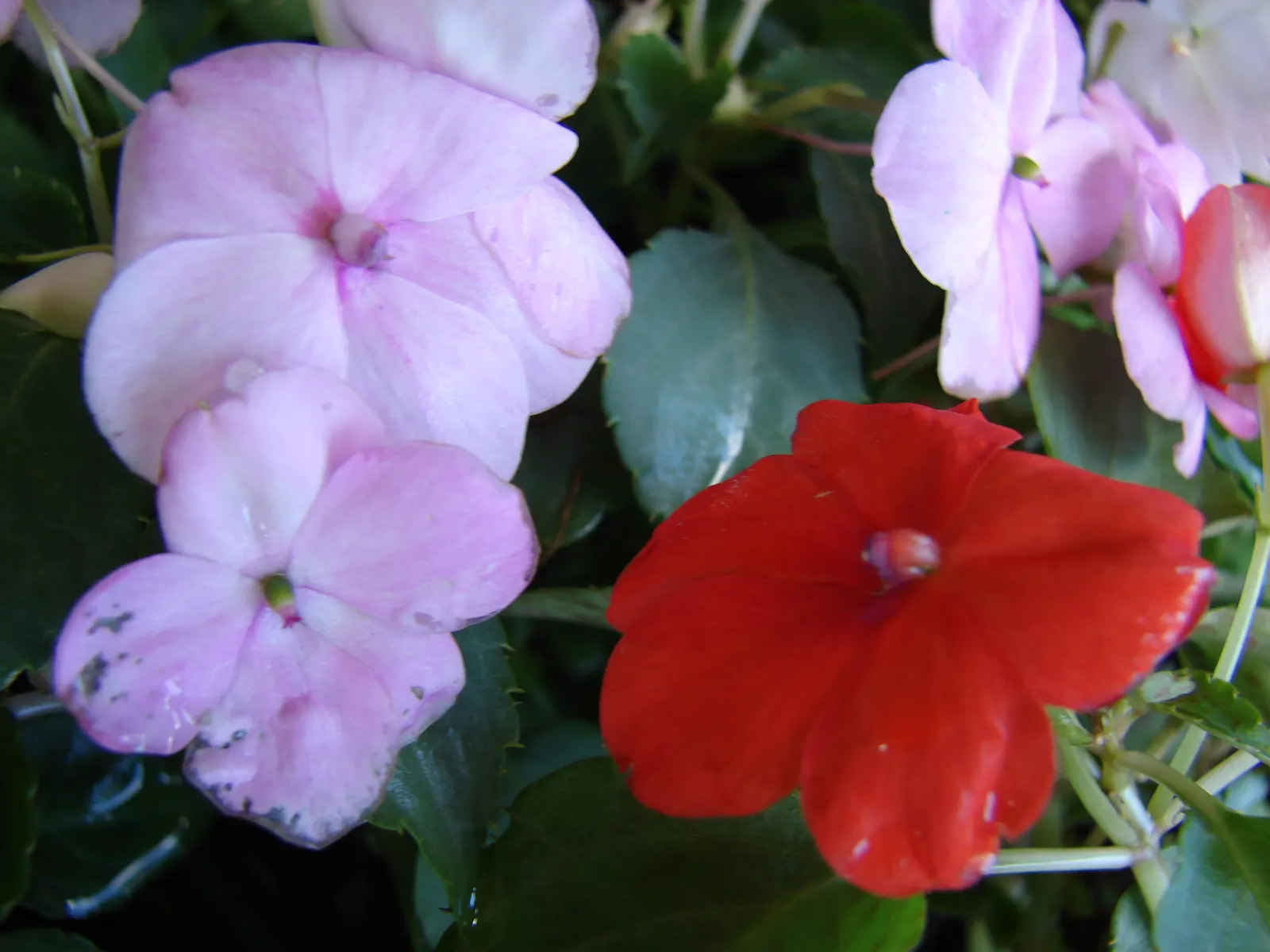 Impatiens, Busy Lizzie (Impatiens Walleriana) — lance-shaped leaves approximately 2 to 3 inches long; it flourishes in partial to full shade, image 144