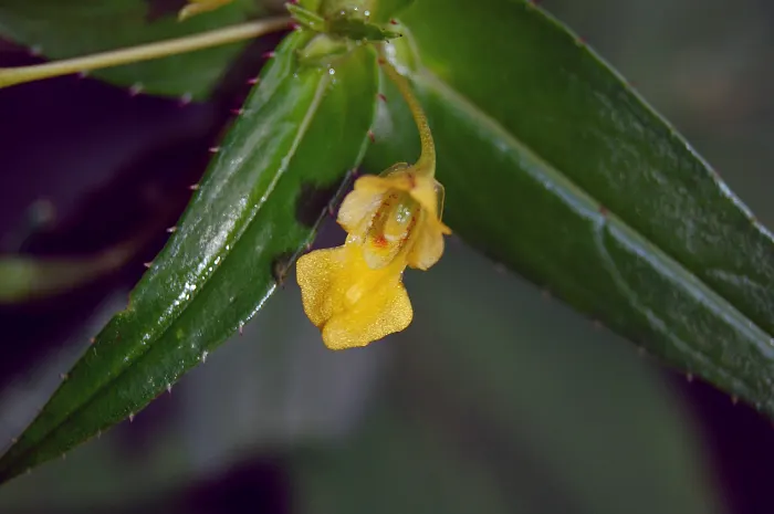 Impatiens, Busy Lizzie (Impatiens Walleriana) — This herbaceous perennial; its glossy foliage is a lush backdrop for its profuse