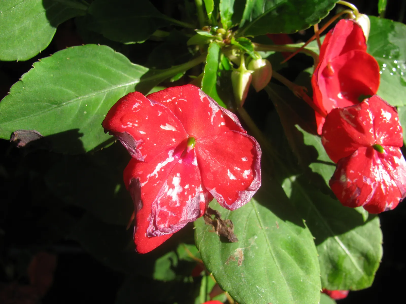 Impatiens, Busy Lizzie (Impatiens Walleriana) — green backdrop for the flowers.<br><br>Flowering from late spring to first frost; the blooms come, image 145