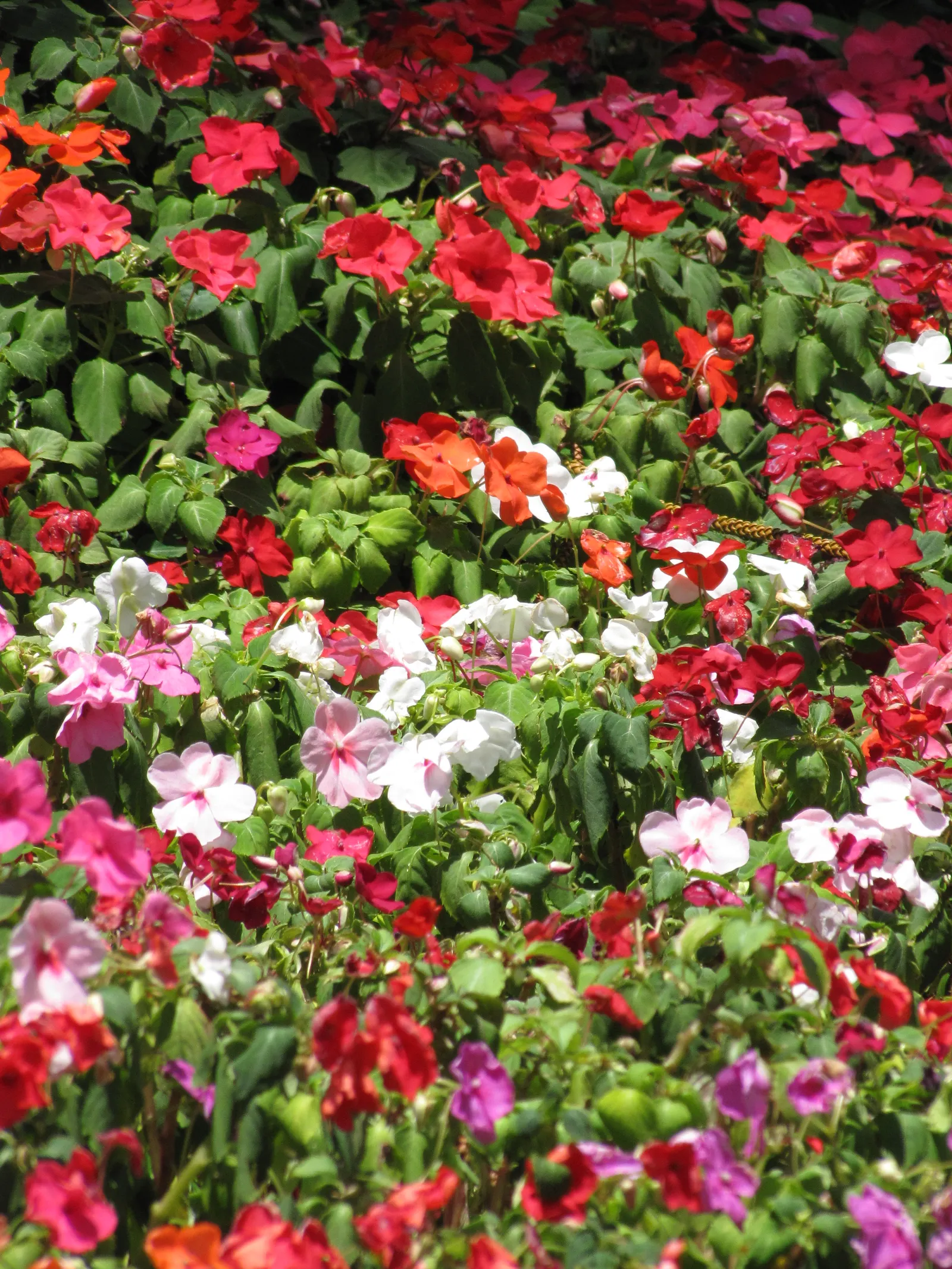 Impatiens, Busy Lizzie (Impatiens Walleriana) — well-drained soil and offers a continuous display of blooms from spring to frost; ensuring a lush, image 71