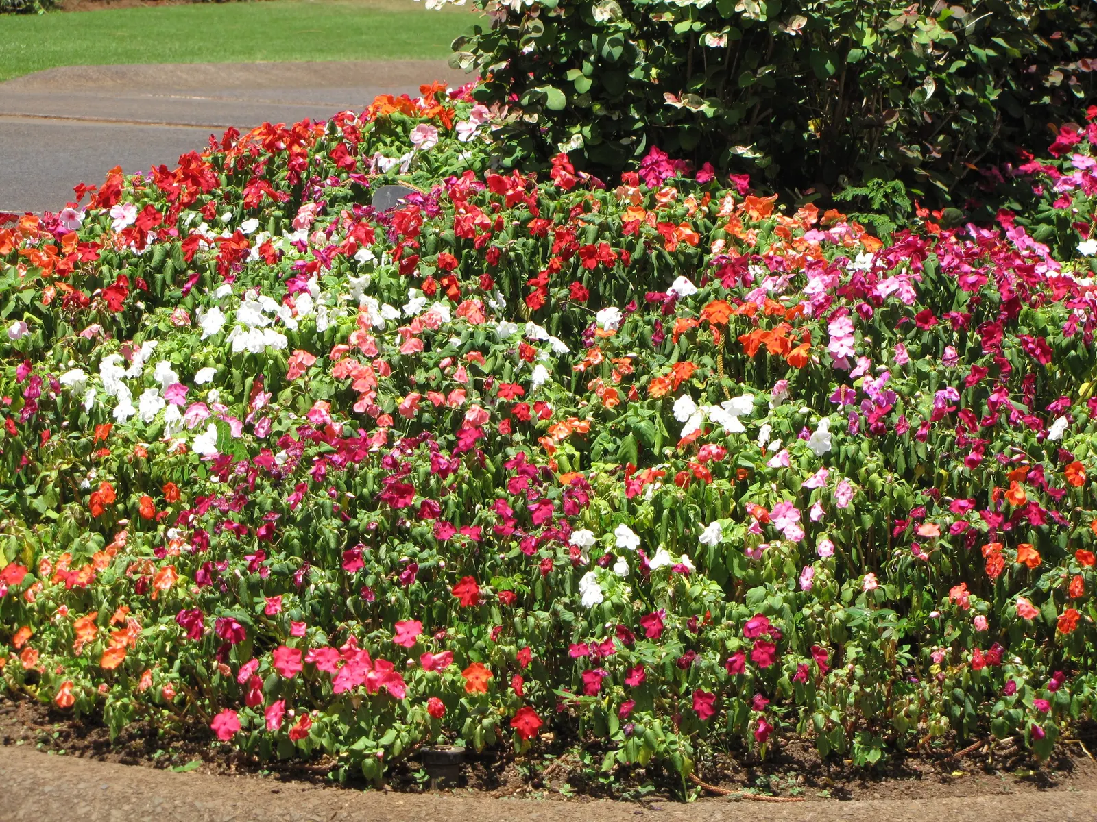 Impatiens, Busy Lizzie (Impatiens Walleriana) — Their succulent stems are laden with glossy; busy Lizzie requires moist, image 111