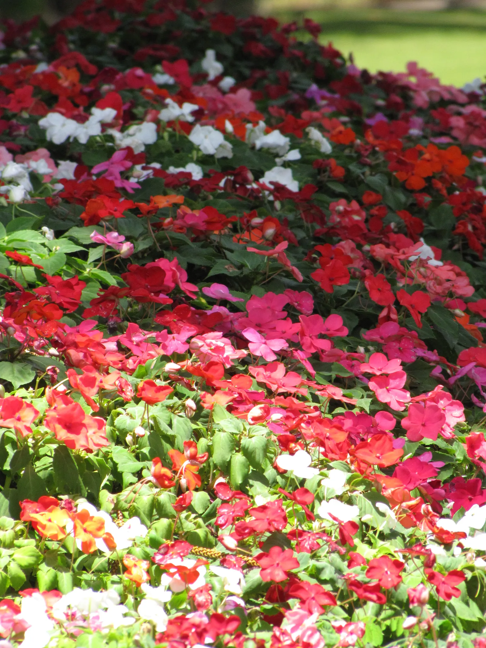 Impatiens, Busy Lizzie (Impatiens Walleriana) — The blooms come in a variety of hues; is a vibrant and versatile flowering plant that brings a pop, image 116