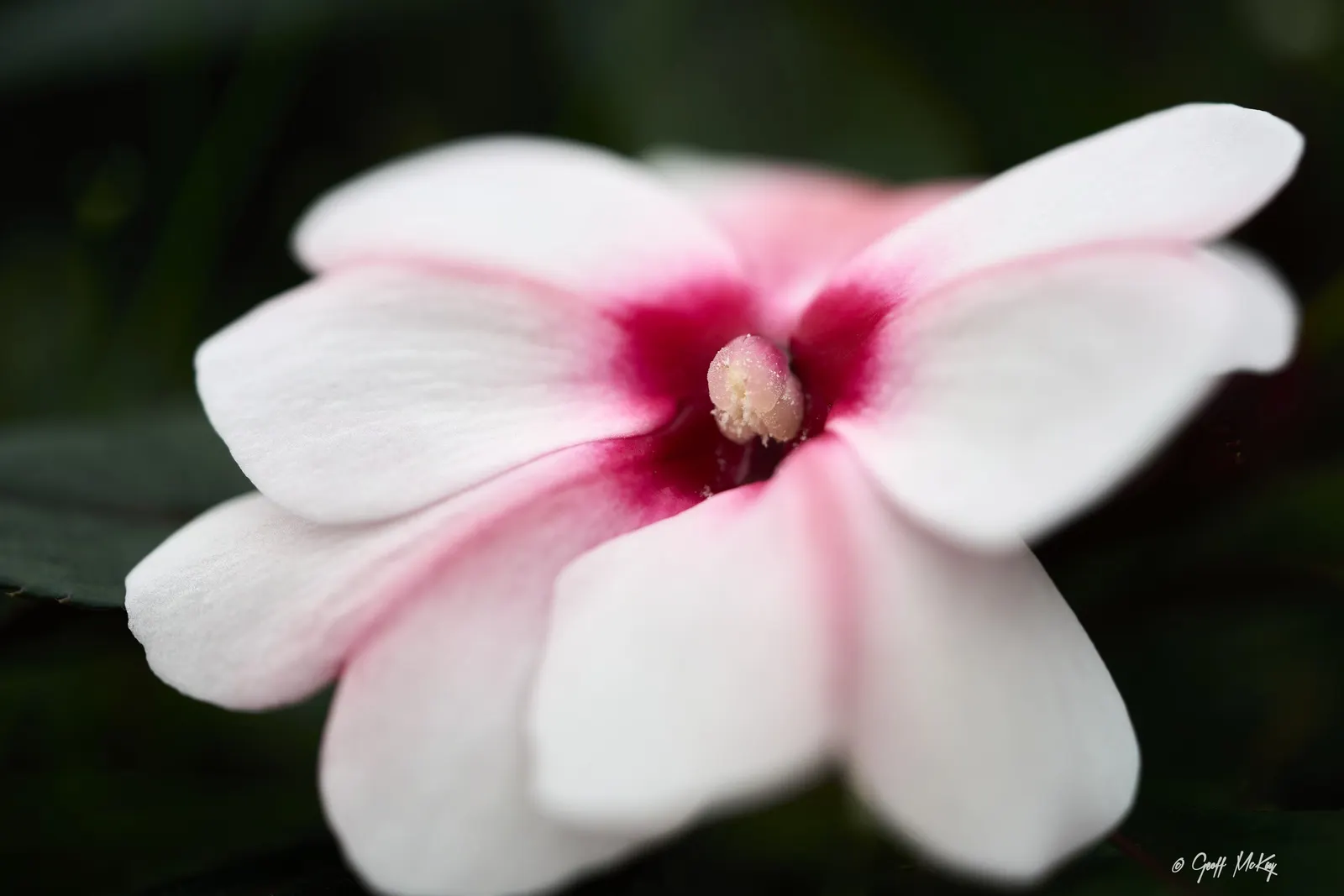 Impatiens, Busy Lizzie (Impatiens Walleriana) — Impatiens walleriana, commonly known as Busy Lizzie, is a vibrant, shade-loving annual