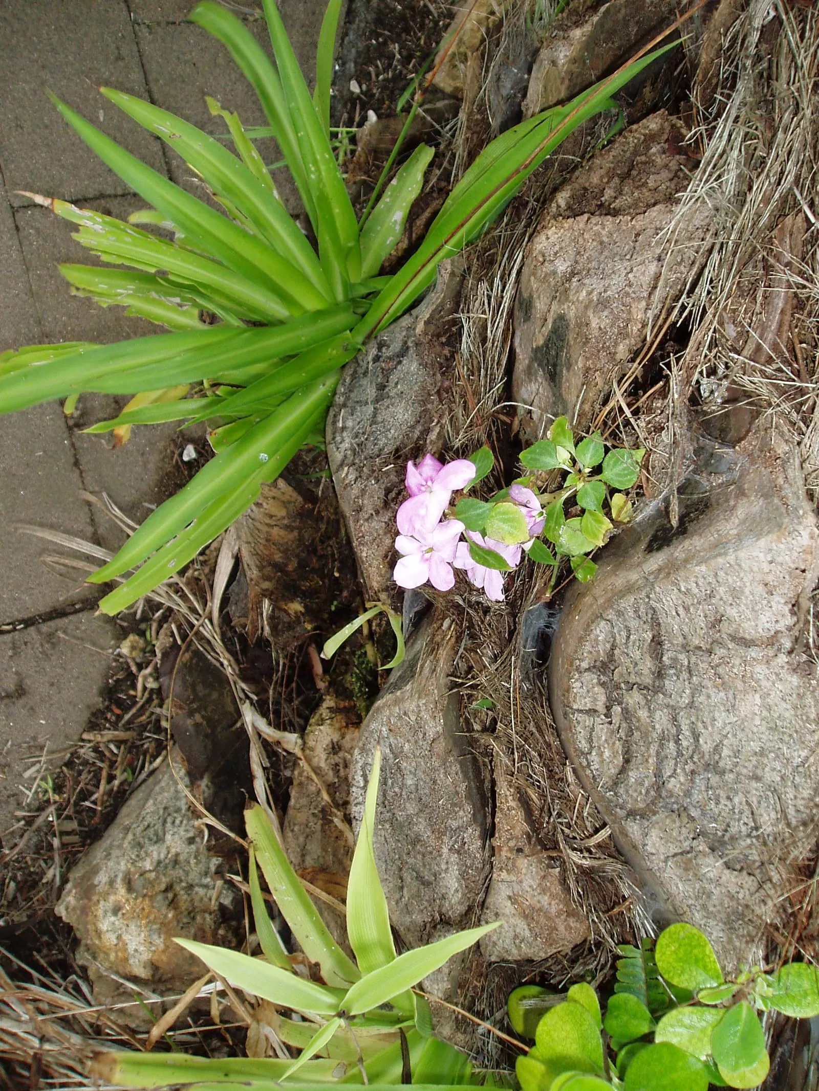 Impatiens, Busy Lizzie (Impatiens Walleriana) — but care should be taken to avoid waterlogging; thrives in USDA hardiness zones 10 to 11