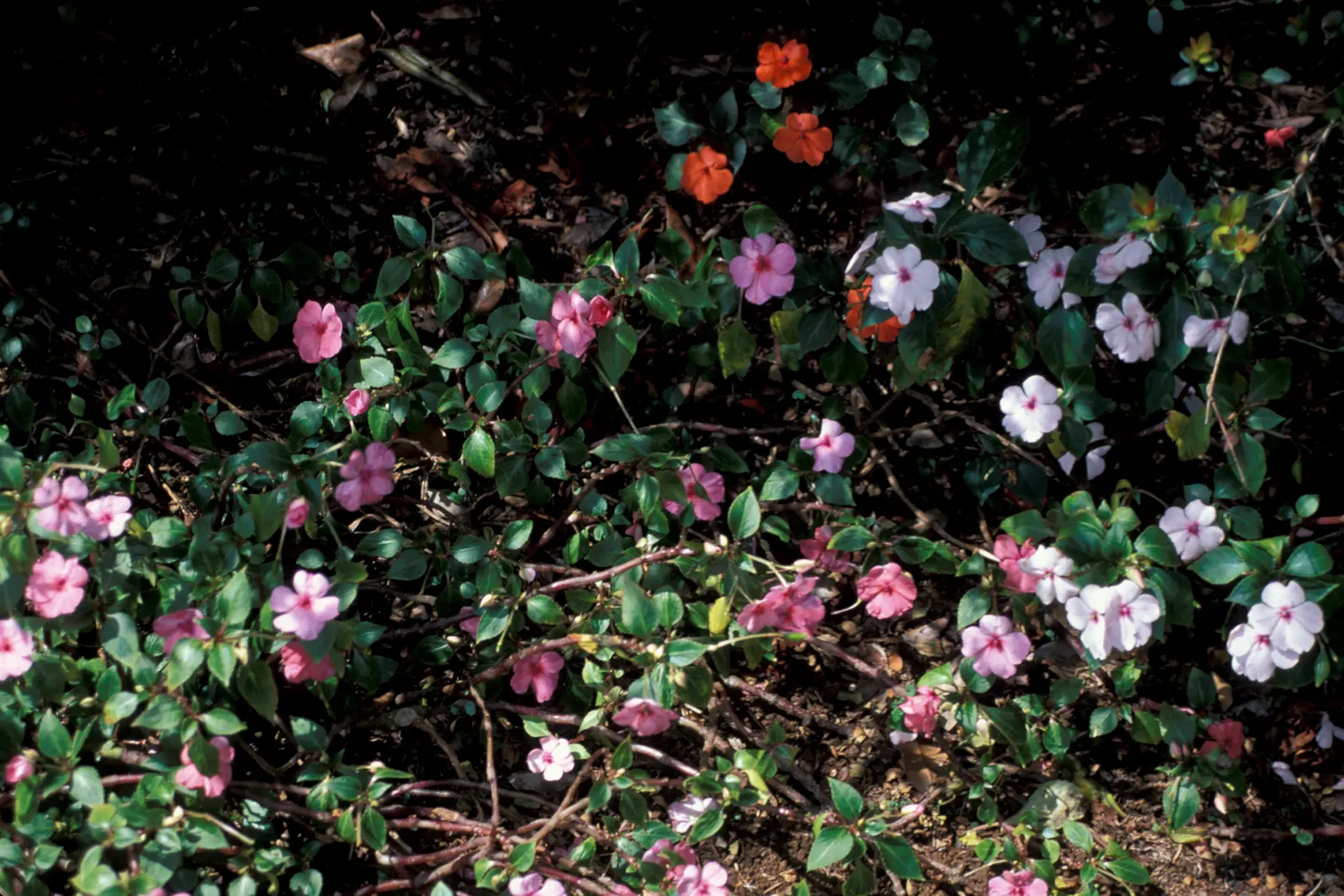 Impatiens, Busy Lizzie (Impatiens Walleriana) — well-draining soil with a slightly acidic to neutral pH